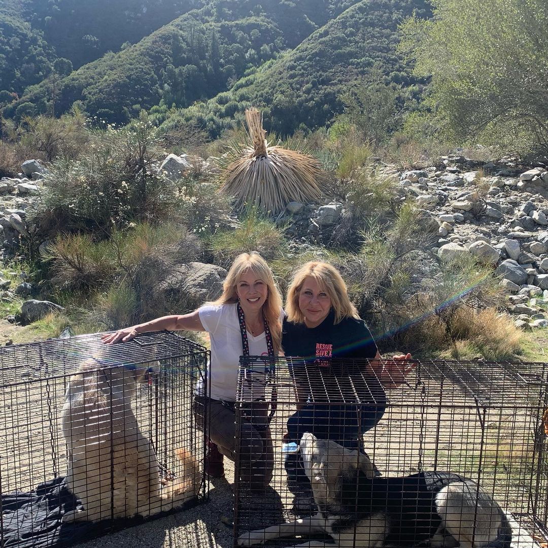 Thank you @dreamfetchers_project_rescue for assisting in rescuing these two beautiful boys 😍 

These poor dogs were dumped and have managed to survive for 6 weeks in the San Bernardino mountains with no shelter and no consistent food. 🥺 Luckily someone in the area noticed them and helped keep them alive by leaving food out. 🐾🐾🦴

This story isn’t new to the area. Unfortunately we were told that dogs and cats get abandoned here often. I’m addition to having no food or water these animals have to battle the temperatures, terrain and dangerous animals like mountain lions and rattlesnakes. 🐍🐆 If these lucky boys had been much smaller their chances of survival go down drastically. 

We were able to locate and save both dogs yesterday!! 🎉

Now they can be safe, rest and recover. We’ll be looking for forever homes for them soon but they are available for fostering ❣️😍
In the meantime, we’ll have to house them, have them trained and give them medical care. The boarding alone is $1,500 per dog per month.  Any and all help is very appreciated and goes straight to the care of these boys. Link to donate is in our bio or you can find us on Venmo @bigloveanimalrescue (last digits are 2202) 🙏🏼♥️🐶🐶🩺🏘 
  We also need your help naming them 😉  They are big, beautiful and sweet. They love kisses and of course each other.  Let us know in the comments what you think we should name these too survivors ♥️