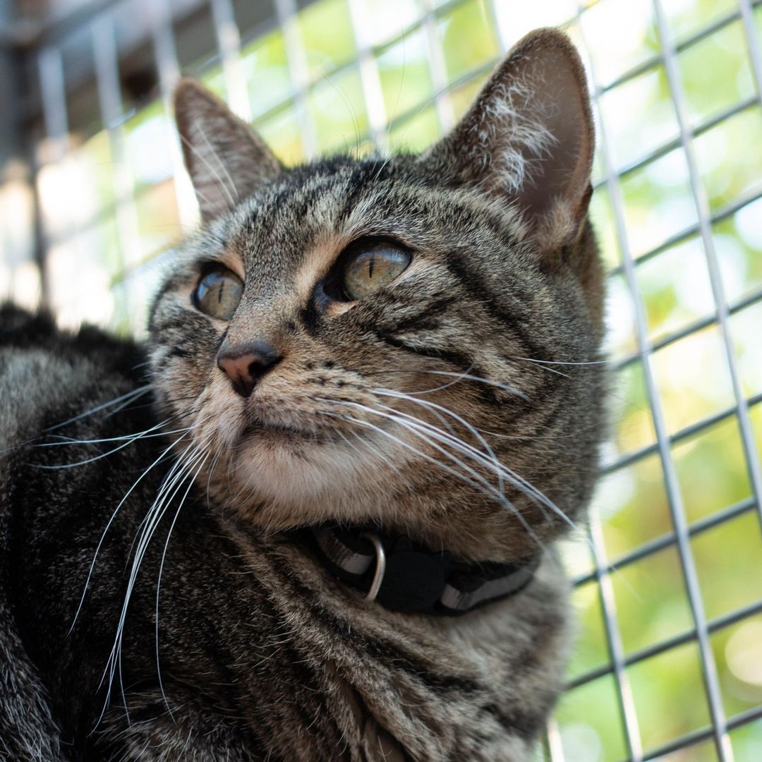 It's senior cat month! Arya (23338): Meet Arya, a senior cat who was surrendered to us back in July of 2020. She has been really shy and stays mostly to herself but has since slowly opened up to staff and volunteers she sees frequently. Arya has been snuggling up with another cat, Marble Fudge. Both of them are shy cats who feel safe with one another! If you approach Arya slowly, she will let you pet her and she loves to be held. She just takes a while to warm up to you, so please be patient with her. The wait will be worth it! If you're looking for a calm cat who also enjoys cuddles, come meet Arya and see if you'd like to take her home! Our cat adoption center is open for walk-ins seven days a week from 10:00 a.m. to 4:30 p.m.
•
•
•
<a target='_blank' href='https://www.instagram.com/explore/tags/valleyanimalcenter/'>#valleyanimalcenter</a> <a target='_blank' href='https://www.instagram.com/explore/tags/centralvalley/'>#centralvalley</a> <a target='_blank' href='https://www.instagram.com/explore/tags/adopt/'>#adopt</a> <a target='_blank' href='https://www.instagram.com/explore/tags/adoptdontshop/'>#adoptdontshop</a> <a target='_blank' href='https://www.instagram.com/explore/tags/animalshelter/'>#animalshelter</a> <a target='_blank' href='https://www.instagram.com/explore/tags/shelterpets/'>#shelterpets</a> <a target='_blank' href='https://www.instagram.com/explore/tags/catoftheday/'>#catoftheday</a> <a target='_blank' href='https://www.instagram.com/explore/tags/cats/'>#cats</a> <a target='_blank' href='https://www.instagram.com/explore/tags/seniorcat/'>#seniorcat</a> <a target='_blank' href='https://www.instagram.com/explore/tags/kittens/'>#kittens</a> <a target='_blank' href='https://www.instagram.com/explore/tags/photography/'>#photography</a> <a target='_blank' href='https://www.instagram.com/explore/tags/photooftheday/'>#photooftheday</a> <a target='_blank' href='https://www.instagram.com/explore/tags/cute/'>#cute</a> <a target='_blank' href='https://www.instagram.com/explore/tags/fresno/'>#fresno</a> <a target='_blank' href='https://www.instagram.com/explore/tags/california/'>#california</a> <a target='_blank' href='https://www.instagram.com/explore/tags/catphotography/'>#catphotography</a>