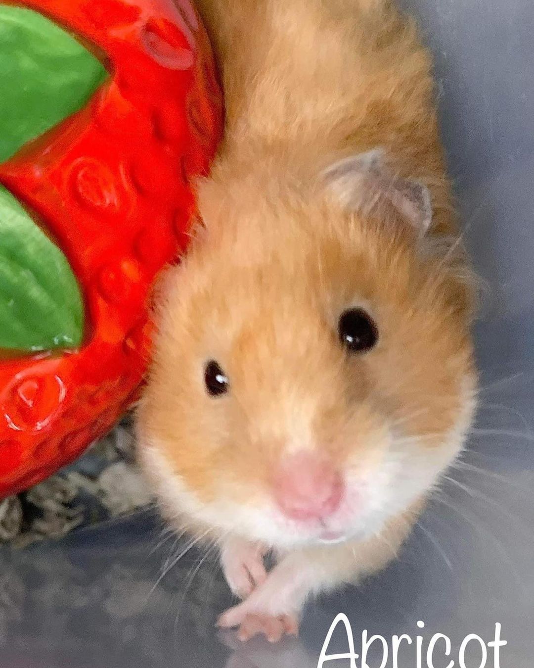 1 1/2 year old female Hamster, comes with cage and accessories.