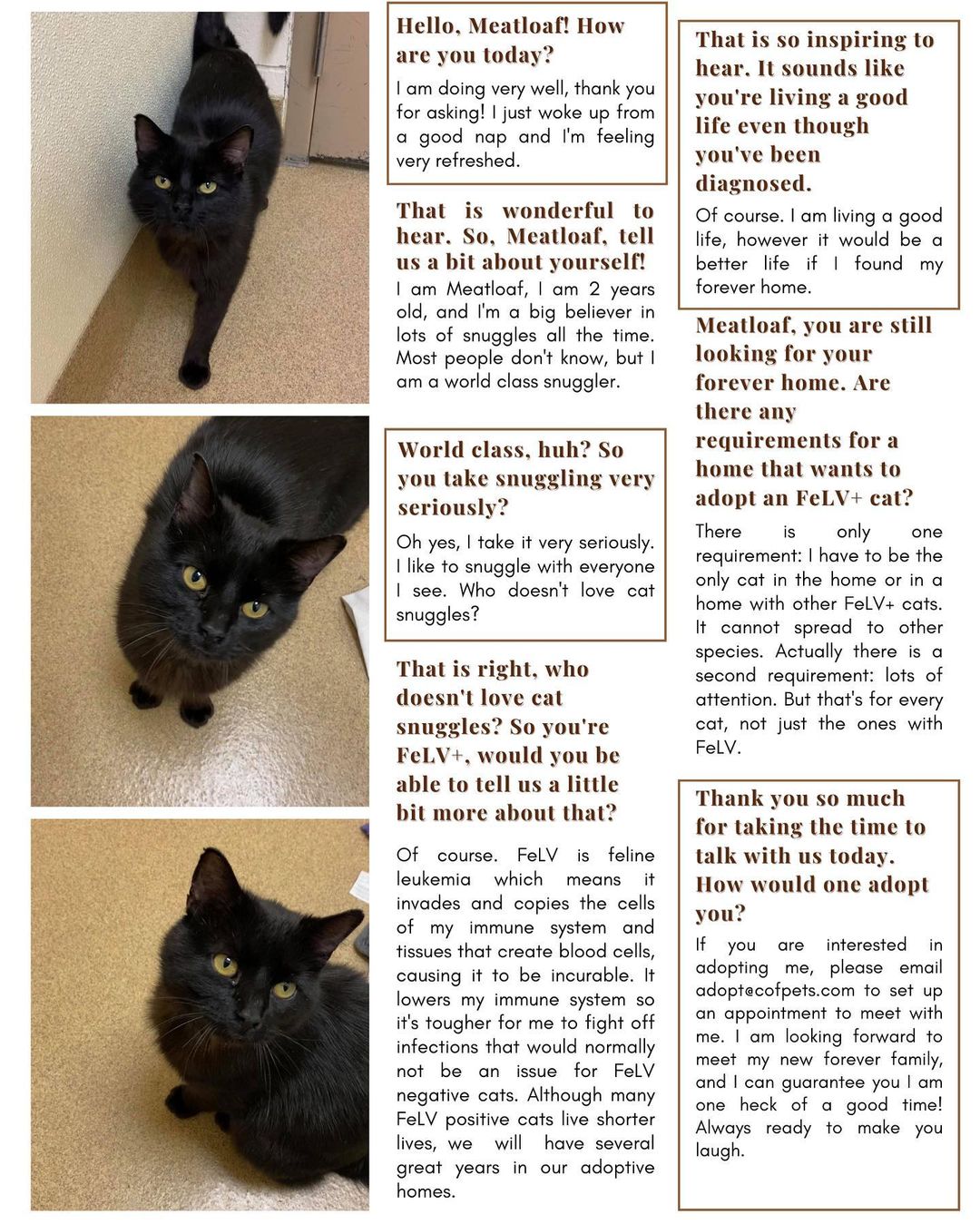 Have you read our EXCLUSIVE interview with Meatloaf?? 👀 If you haven’t, it’s a MUST READ!!! He’s still in search of his forever home. 
.
.
Meatloaf is currently in foster care and tomorrow will be his 200th day with Circle of Friends. He has been more than ready to find his forever home. If you don’t have any other cats and are looking for a best friend, he is the one for you. Not looking to adopt? Spread the word!! Word of mouth is the best way to get his name out there.

<a target='_blank' href='https://www.instagram.com/explore/tags/adopt/'>#adopt</a> <a target='_blank' href='https://www.instagram.com/explore/tags/animalshelter/'>#animalshelter</a> <a target='_blank' href='https://www.instagram.com/explore/tags/catsofinstagram/'>#catsofinstagram</a> <a target='_blank' href='https://www.instagram.com/explore/tags/cofpets/'>#cofpets</a>