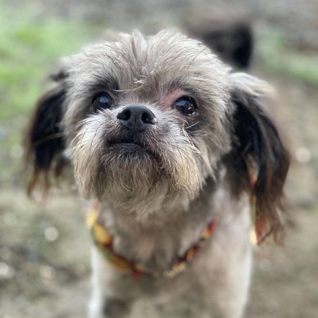 Thank you🙏 Maral @paradisepetsalonsc for the fantastic work you do with helping Shelter dogs get adopted. Slide 2 is Bananas this morning. No bad hair day for him.🤣🥳

Repost from @paradisepetsalonsc
•
1-2 year old Bananas available through @officialscanimalshelter <a target='_blank' href='https://www.instagram.com/explore/tags/beforeandafter/'>#beforeandafter</a> <a target='_blank' href='https://www.instagram.com/explore/tags/yorkie/'>#yorkie</a> <a target='_blank' href='https://www.instagram.com/explore/tags/yorkiepoo/'>#yorkiepoo</a> <a target='_blank' href='https://www.instagram.com/explore/tags/adoptdontshop/'>#adoptdontshop</a> <a target='_blank' href='https://www.instagram.com/explore/tags/transformationtuesday/'>#transformationtuesday</a> <a target='_blank' href='https://www.instagram.com/explore/tags/transformation/'>#transformation</a> <a target='_blank' href='https://www.instagram.com/explore/tags/adorable/'>#adorable</a> <a target='_blank' href='https://www.instagram.com/explore/tags/cutedogs/'>#cutedogs</a> <a target='_blank' href='https://www.instagram.com/explore/tags/puppy/'>#puppy</a> <a target='_blank' href='https://www.instagram.com/explore/tags/puppylove/'>#puppylove</a> <a target='_blank' href='https://www.instagram.com/explore/tags/volunteer/'>#volunteer</a> <a target='_blank' href='https://www.instagram.com/explore/tags/instagrammodel/'>#instagrammodel</a> <a target='_blank' href='https://www.instagram.com/explore/tags/adoptabledog/'>#adoptabledog</a> <a target='_blank' href='https://www.instagram.com/explore/tags/spaday/'>#spaday</a>

Adoptions are first come, first served! Please view available animals on our website at www.scanimalshelter.org (link in Bio) and then visit the Shelter at 1001 Rodriguez Street in Santa Cruz to turn in your application. All adoptions require proof of home ownership or landlord approval. Please have this email information prepared. If an animal is in Foster Care, please bring in your adoption application and schedule an appointment to meet the animal. Please call 831-454-7200 between 10 am and 6 pm. We are open from 12-5 pm seven days a week. 

Thank you for your support! The Santa Cruz County Animal Shelter is an open admission—or open door—animal shelter. This means that we will not turn away any animal that comes to our doors.

<a target='_blank' href='https://www.instagram.com/explore/tags/adopt/'>#adopt</a> <a target='_blank' href='https://www.instagram.com/explore/tags/adoptshelterpets/'>#adoptshelterpets</a> <a target='_blank' href='https://www.instagram.com/explore/tags/adoptdontshop/'>#adoptdontshop</a> <a target='_blank' href='https://www.instagram.com/explore/tags/savelives/'>#savelives</a> <a target='_blank' href='https://www.instagram.com/explore/tags/sccas/'>#sccas</a> <a target='_blank' href='https://www.instagram.com/explore/tags/scanimalshelter/'>#scanimalshelter</a> <a target='_blank' href='https://www.instagram.com/explore/tags/santacruzcountyanimalshelter/'>#santacruzcountyanimalshelter</a> <a target='_blank' href='https://www.instagram.com/explore/tags/santacruzanimalshelter/'>#santacruzanimalshelter</a> <a target='_blank' href='https://www.instagram.com/explore/tags/makeadifference/'>#makeadifference</a> <a target='_blank' href='https://www.instagram.com/explore/tags/santacruzlife/'>#santacruzlife</a> <a target='_blank' href='https://www.instagram.com/explore/tags/volunteer/'>#volunteer</a> <a target='_blank' href='https://www.instagram.com/explore/tags/bekindtoanimals/'>#bekindtoanimals</a> <a target='_blank' href='https://www.instagram.com/explore/tags/opendooropenheart/'>#opendooropenheart</a> <a target='_blank' href='https://www.instagram.com/explore/tags/spayandneuter/'>#spayandneuter</a> <a target='_blank' href='https://www.instagram.com/explore/tags/rescueismyfavoritebreed/'>#rescueismyfavoritebreed</a> <a target='_blank' href='https://www.instagram.com/explore/tags/community/'>#community</a> <a target='_blank' href='https://www.instagram.com/explore/tags/giveback/'>#giveback</a> <a target='_blank' href='https://www.instagram.com/explore/tags/givethanks/'>#givethanks</a>