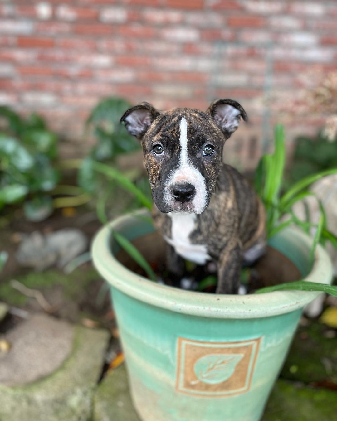 Christine and Jazz are taking a moment from gardening to ask why they don’t have a forever home yet!! They can’t believe that they still haven’t found their people! 

These sweet babies are fixed, microchipped and have age appropriate vaccinations. If you are looking for the perfect squishy faces, look no further!

To apply head over to www.fostersandpaws.org/adopt

<a target='_blank' href='https://www.instagram.com/explore/tags/petadoption/'>#petadoption</a> <a target='_blank' href='https://www.instagram.com/explore/tags/adoptdontshop/'>#adoptdontshop</a> <a target='_blank' href='https://www.instagram.com/explore/tags/dogsofinstagram/'>#dogsofinstagram</a> <a target='_blank' href='https://www.instagram.com/explore/tags/adoption/'>#adoption</a> <a target='_blank' href='https://www.instagram.com/explore/tags/rescuedog/'>#rescuedog</a> <a target='_blank' href='https://www.instagram.com/explore/tags/dogrescue/'>#dogrescue</a> <a target='_blank' href='https://www.instagram.com/explore/tags/petsofinstagram/'>#petsofinstagram</a> <a target='_blank' href='https://www.instagram.com/explore/tags/dogs/'>#dogs</a> <a target='_blank' href='https://www.instagram.com/explore/tags/dog/'>#dog</a> <a target='_blank' href='https://www.instagram.com/explore/tags/adopt/'>#adopt</a> <a target='_blank' href='https://www.instagram.com/explore/tags/adoptables/'>#adoptables</a> <a target='_blank' href='https://www.instagram.com/explore/tags/adoptapet/'>#adoptapet</a> <a target='_blank' href='https://www.instagram.com/explore/tags/pet/'>#pet</a> <a target='_blank' href='https://www.instagram.com/explore/tags/petadoptions/'>#petadoptions</a>  <a target='_blank' href='https://www.instagram.com/explore/tags/rescue/'>#rescue</a> <a target='_blank' href='https://www.instagram.com/explore/tags/rescuedogsarethebestdogs/'>#rescuedogsarethebestdogs</a> <a target='_blank' href='https://www.instagram.com/explore/tags/rescuedogsarebest/'>#rescuedogsarebest</a> <a target='_blank' href='https://www.instagram.com/explore/tags/dogrescuesacramento/'>#dogrescuesacramento</a> <a target='_blank' href='https://www.instagram.com/explore/tags/rescueddogsarethegreatest/'>#rescueddogsarethegreatest</a> <a target='_blank' href='https://www.instagram.com/explore/tags/animalrescue/'>#animalrescue</a> <a target='_blank' href='https://www.instagram.com/explore/tags/rescueme/'>#rescueme</a> <a target='_blank' href='https://www.instagram.com/explore/tags/adoptadoggie/'>#adoptadoggie</a> <a target='_blank' href='https://www.instagram.com/explore/tags/petlovers/'>#petlovers</a> <a target='_blank' href='https://www.instagram.com/explore/tags/pets/'>#pets</a> <a target='_blank' href='https://www.instagram.com/explore/tags/animals/'>#animals</a> <a target='_blank' href='https://www.instagram.com/explore/tags/love/'>#love</a> <a target='_blank' href='https://www.instagram.com/explore/tags/fostersandpaws/'>#fostersandpaws</a> <a target='_blank' href='https://www.instagram.com/explore/tags/fosterssavelives/'>#fosterssavelives</a> <a target='_blank' href='https://www.instagram.com/explore/tags/bullybreed/'>#bullybreed</a> <a target='_blank' href='https://www.instagram.com/explore/tags/bulliesofinstagram/'>#bulliesofinstagram</a>