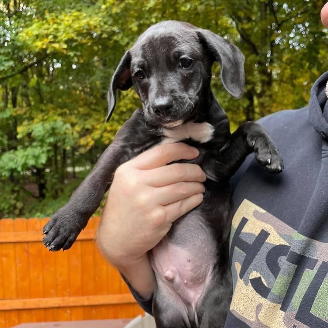 🐾🐿🦍🦀 THE ANIMAL CROSSING LITTER! 

Meet: Tommy, Mable, Whisp, Sable, Serena, and Timmy! 
Breed: Hound/Terrier Mix
Birthdate: 9/1/21
Expected Size: 45-55lbs

❤️‍🔥 While this litter was slow to warm up (they were born in a shelter), they have really come out of their shell the past couple of weeks as they’ve enjoyed the calm, relaxing environment of their foster family. They have been getting proper nutrition, lots of interaction and exercise, and of course, tons of pets and cuddles.

🐾 Each pup is unique in their own way, but they all share the same playful, loving, go-lucky attitude. They enjoy spending their days bouncing around the backyard, rustling through the leaves, and of course…napping in a warm lap! 

🐾 They have already begun potty-training, sleeping through the night, and have a solid headstart on learning the “Basic of Puppy Training” as their fosters work consistently across the family to show and teach them expectations of being a family dog. These pups aren’t perfect, but they are pretty close to it!

Now that they’ve had time to acclimate to family life, it is time to begin their search for their own forever family. If you are ready to commit to forever with one of these furry babies, please submit an application and make sure to mention “Animal Crossing Litter”. Once you’ve rubbed their pudgy little bellies, you’ll know you’ve found your newest family member!

If you are interested in adopting one of these pups, please head to www.pettalesrescue.com and fill out an application ✍🏼