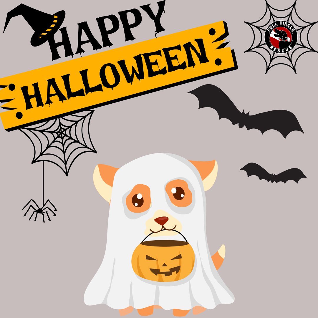 Happy Howl-o-ween from everyone here at Full Circle Rescue🐾🎃
We hope you have a spooktacular day!👻