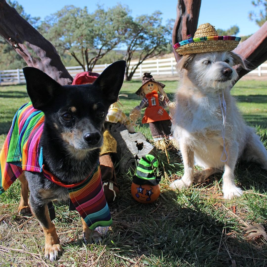 Happy Halloween from Charlie and Banana! 

If you're a local to our area we recommend checking out Idyllwild's Halloween Parade and festivities.

