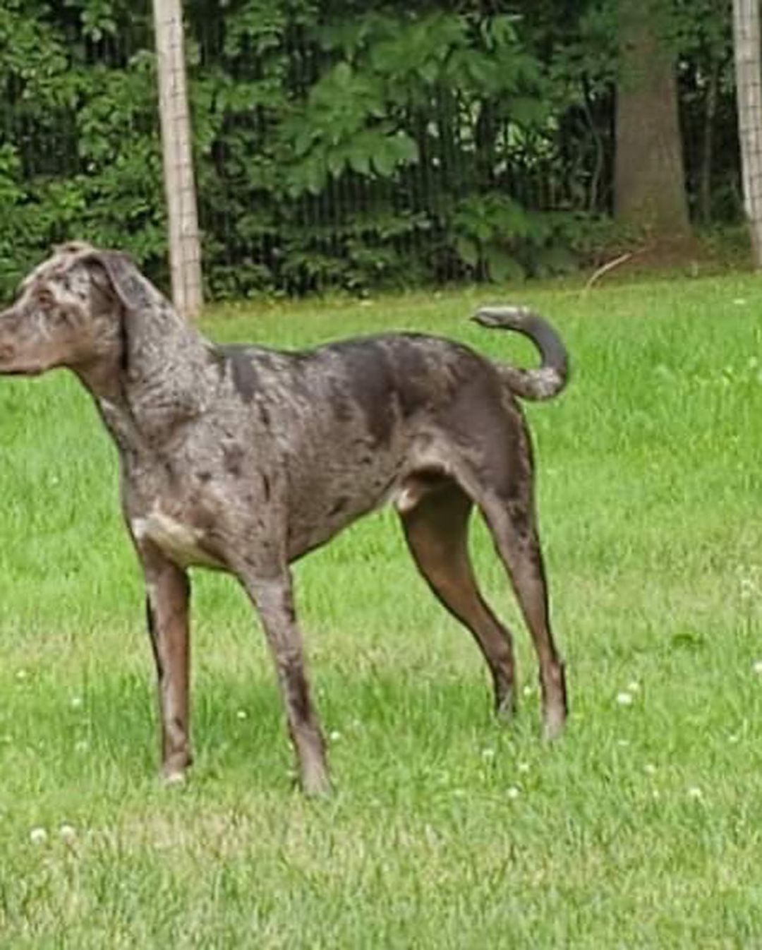 Male Catahoula X possible lab mix in Plattsburgh NY. Up for adoption to a screened approved home. Application on line at www.jcldr.com.  Here is the petfinder link, read more about this fine male dog he is in his prime at 4 years old. Can contact Janeen jj4@midrivers.com but please put in an app first off website. Good place to get a jump start. Then we call you and visit or you can email and then call me. Looking for a forever home for this boy with solid commitment and we will support and stand by you if we are needed.