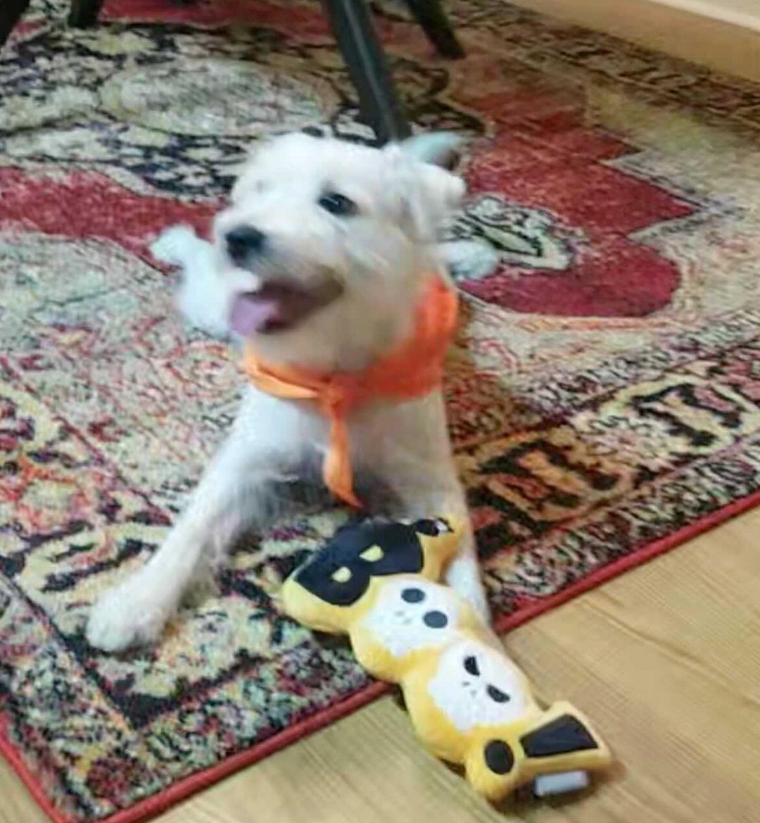 Hank the 🐝 Bee’s  bud Ace was our other door prize winner at the beginning of our Costume contest and received a @chewy Halloween gift box, just in time for Halloween! 🎃👻🧡

Thanks so much to Blane and Ace for their support!! Enjoy your prizes! 🥳🐶🧡

<a target='_blank' href='https://www.instagram.com/explore/tags/wholesomecontent/'>#wholesomecontent</a> <a target='_blank' href='https://www.instagram.com/explore/tags/dogsfordoxies/'>#dogsfordoxies</a> <a target='_blank' href='https://www.instagram.com/explore/tags/chewy/'>#chewy</a> <a target='_blank' href='https://www.instagram.com/explore/tags/onehappypup/'>#onehappypup</a> <a target='_blank' href='https://www.instagram.com/explore/tags/trickortreat/'>#trickortreat</a> <a target='_blank' href='https://www.instagram.com/explore/tags/goodboi/'>#goodboi</a> <a target='_blank' href='https://www.instagram.com/explore/tags/foragoodcause/'>#foragoodcause</a> <a target='_blank' href='https://www.instagram.com/explore/tags/feelgoodphoto/'>#feelgoodphoto</a> <a target='_blank' href='https://www.instagram.com/explore/tags/lazysunday/'>#lazysunday</a> <a target='_blank' href='https://www.instagram.com/explore/tags/playtime/'>#playtime</a> <a target='_blank' href='https://www.instagram.com/explore/tags/adoptdontshop/'>#adoptdontshop</a> <a target='_blank' href='https://www.instagram.com/explore/tags/dachshundrescue/'>#dachshundrescue</a>