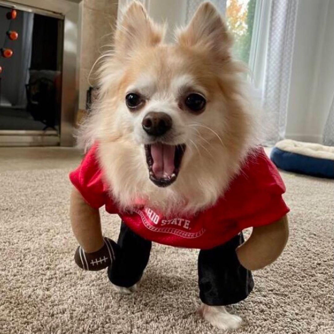 Costume contest ends in 24 hours!  Enter on our Facebook page! 🎃 👑 🧛‍♂️ 

Lots of great prizes in several categories! 🦇 🦸‍♀️ 👻 

<a target='_blank' href='https://www.instagram.com/explore/tags/rescuepets/'>#rescuepets</a> <a target='_blank' href='https://www.instagram.com/explore/tags/rescuepetsofinstagram/'>#rescuepetsofinstagram</a> <a target='_blank' href='https://www.instagram.com/explore/tags/ricopetrecovery/'>#ricopetrecovery</a> <a target='_blank' href='https://www.instagram.com/explore/tags/rescuedogsofinsta/'>#rescuedogsofinsta</a> <a target='_blank' href='https://www.instagram.com/explore/tags/happilyadopted/'>#happilyadopted</a> <a target='_blank' href='https://www.instagram.com/explore/tags/dogsofohio/'>#dogsofohio</a> <a target='_blank' href='https://www.instagram.com/explore/tags/ohiodogs/'>#ohiodogs</a> <a target='_blank' href='https://www.instagram.com/explore/tags/ohiodogsofinstagram/'>#ohiodogsofinstagram</a> <a target='_blank' href='https://www.instagram.com/explore/tags/buckeyepets/'>#buckeyepets</a>