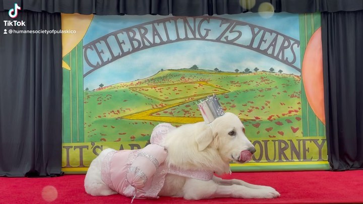 Sneak peak of our red carpet event that will premiere Friday night on our Facebook page. 

We are sharing stories from our 75-year history all week, so be sure to check it out. 

Facebook.com/humanesocietypulaskicounty

<a target='_blank' href='https://www.instagram.com/explore/tags/Adoptdontshop/'>#Adoptdontshop</a> <a target='_blank' href='https://www.instagram.com/explore/tags/littlerock/'>#littlerock</a> <a target='_blank' href='https://www.instagram.com/explore/tags/littlerockar/'>#littlerockar</a> <a target='_blank' href='https://www.instagram.com/explore/tags/littlerockarkansas/'>#littlerockarkansas</a> <a target='_blank' href='https://www.instagram.com/explore/tags/arkansas/'>#arkansas</a> <a target='_blank' href='https://www.instagram.com/explore/tags/hspc/'>#hspc</a>