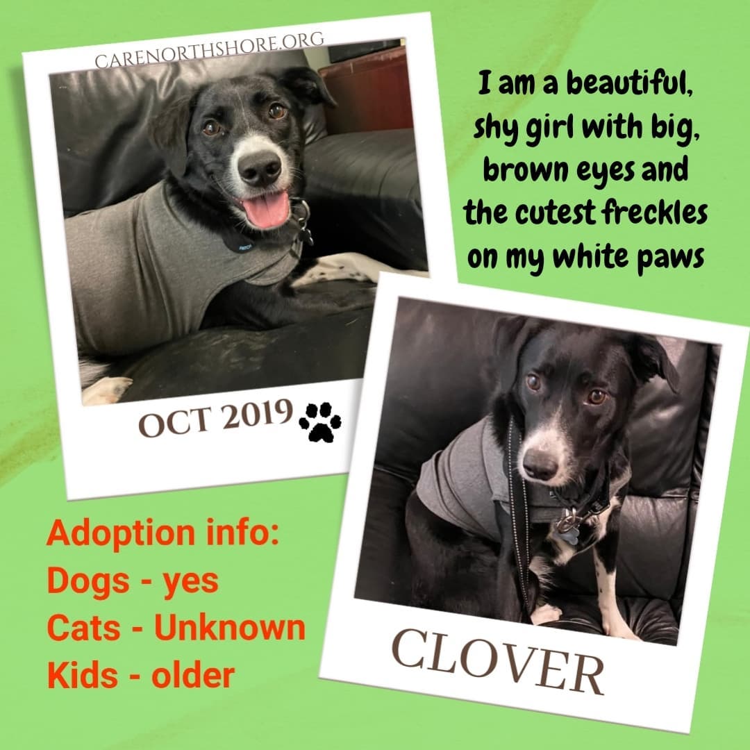 CLOVER

Border Collie mix, born in October 2019, Female
Hi! I’m Clover, a beautiful, shy girl with big, brown eyes and the cutest freckles on my white paws. My soft, black fur is very silky, and the white markings on my face are pretty adorable. Everyone at C.A.R.E. has been so kind to me, and I get really excited when I see my new friends. My white-tipped tail wags like crazy because I love spending time with them, but I am still cautious of strangers and learning to try to trust. I haven't been exposed to much in my past, and I am discovering all the sights, sounds, and smells of the wonderful world outside, but I'm not going to lie, it is all very scary to me. I am very loving and eager to learn, and I want to bond with my people. On walks, I get fearful when there are a lot of noises and traffic, so I would do best in a single-family home in a quiet neighborhood where I can feel safe. Having a furry companion would be a double bonus because I love to play, and a canine friend will help build my confidence. I am dreaming of a patient, caring family that is willing to work with me so I feel secure. Please fill out an application, so we can start our lives together––forever!

ADOPTION INFORMATION
Size:  Medium 49 lbs 
Children:  Yes older
Dogs:  Yes  
Cats:  Unknown 
Adoption fee:  $300.00

This dog is spayed and microchipped. She has had a full veterinary checkup and vaccines.  If you are interested in more information or would like to meet this dog, please fill out our online application: 

<a target='_blank' href='https://www.instagram.com/explore/tags/carenorthshore/'>#carenorthshore</a>
<a target='_blank' href='https://www.instagram.com/explore/tags/chicagonorthshore/'>#chicagonorthshore</a> <a target='_blank' href='https://www.instagram.com/explore/tags/Skokie/'>#Skokie</a> <a target='_blank' href='https://www.instagram.com/explore/tags/Evanston/'>#Evanston</a> <a target='_blank' href='https://www.instagram.com/explore/tags/lincolnwood/'>#lincolnwood</a> <a target='_blank' href='https://www.instagram.com/explore/tags/Glenview/'>#Glenview</a> <a target='_blank' href='https://www.instagram.com/explore/tags/wilmette/'>#wilmette</a> <a target='_blank' href='https://www.instagram.com/explore/tags/adoptablepets/'>#adoptablepets</a> <a target='_blank' href='https://www.instagram.com/explore/tags/adoptdontshop/'>#adoptdontshop</a> <a target='_blank' href='https://www.instagram.com/explore/tags/petfinder/'>#petfinder</a> <a target='_blank' href='https://www.instagram.com/explore/tags/dogs/'>#dogs</a> <a target='_blank' href='https://www.instagram.com/explore/tags/dogsof/'>#dogsof</a>ınstagram <a target='_blank' href='https://www.instagram.com/explore/tags/bordercollie/'>#bordercollie</a> <a target='_blank' href='https://www.instagram.com/explore/tags/bordercolliesofinstagram/'>#bordercolliesofinstagram</a> <a target='_blank' href='https://www.instagram.com/explore/tags/dogsofinsta/'>#dogsofinsta</a>