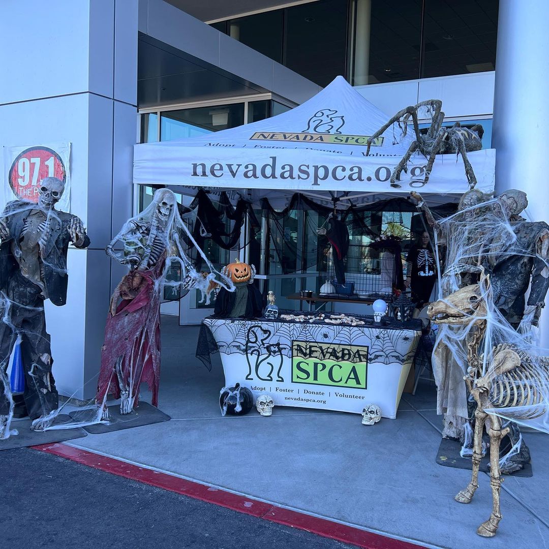 No bones about it! Our ‘skeleton crew’ had such a ghoulishly good time during Findlay Subaru of Las Vegas’s 2nd Annual Halloween Hounds trunk-or-treat and adoption event! 💀 🎃 👻⁣ 🦴 ☠️⁣
⁣⁣
Blair, Bubba, and Bugsy all found their loving forever homes yesterday! 🙌 🐾⁣⁣
⁣⁣
Thank you @subaru_lv @samandashlaw and @raisingcanes! ⁣⁣
•⁣⁣
•⁣⁣
•⁣⁣
<a target='_blank' href='https://www.instagram.com/explore/tags/findhappiness/'>#findhappiness</a> <a target='_blank' href='https://www.instagram.com/explore/tags/opttoadopt/'>#opttoadopt</a> <a target='_blank' href='https://www.instagram.com/explore/tags/halloween/'>#halloween</a> <a target='_blank' href='https://www.instagram.com/explore/tags/subarulovespets/'>#subarulovespets</a> <a target='_blank' href='https://www.instagram.com/explore/tags/trunkortreat/'>#trunkortreat</a> <a target='_blank' href='https://www.instagram.com/explore/tags/opttoadopt/'>#opttoadopt</a> <a target='_blank' href='https://www.instagram.com/explore/tags/shelterdog/'>#shelterdog</a> <a target='_blank' href='https://www.instagram.com/explore/tags/shelterdogsofinstagram/'>#shelterdogsofinstagram</a> <a target='_blank' href='https://www.instagram.com/explore/tags/adoptashelterdog/'>#adoptashelterdog</a> <a target='_blank' href='https://www.instagram.com/explore/tags/adoptdontshop/'>#adoptdontshop</a> <a target='_blank' href='https://www.instagram.com/explore/tags/lasvegas/'>#lasvegas</a> <a target='_blank' href='https://www.instagram.com/explore/tags/vegas/'>#vegas</a> <a target='_blank' href='https://www.instagram.com/explore/tags/spca/'>#spca</a> <a target='_blank' href='https://www.instagram.com/explore/tags/nevadaspca/'>#nevadaspca</a>