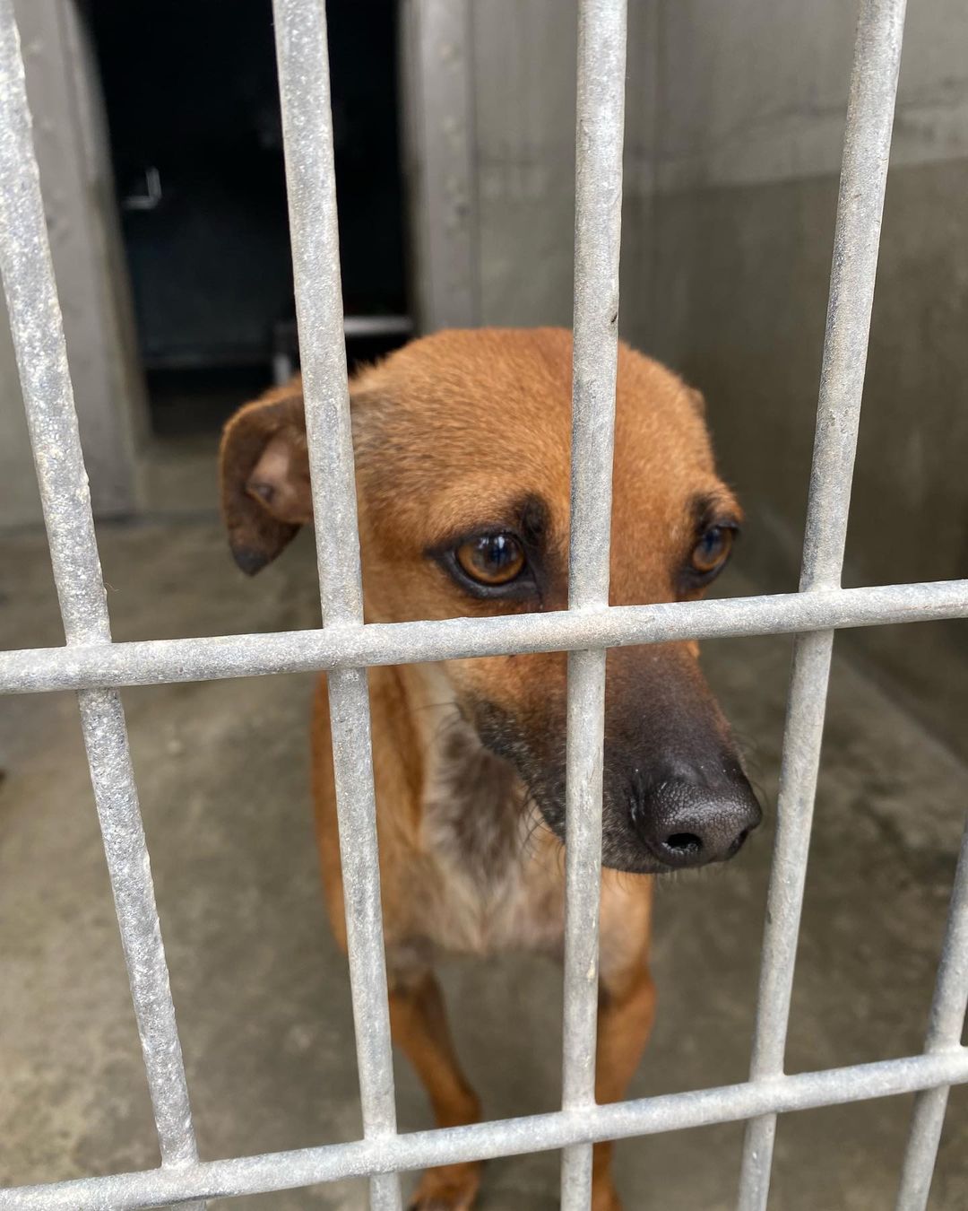 Welcome Marco & Melodie ♥️ these two honeys were surrendered to the @southla_animalshelter by their respective owners. We don’t know why, but they are incredible dogs. We’ll spiff them up & find good people worthy of their love. Promise. <a target='_blank' href='https://www.instagram.com/explore/tags/subarudogs/'>#subarudogs</a> <a target='_blank' href='https://www.instagram.com/explore/tags/adopt/'>#adopt</a> <a target='_blank' href='https://www.instagram.com/explore/tags/rescue/'>#rescue</a> <a target='_blank' href='https://www.instagram.com/explore/tags/shelterdogsofinstagram/'>#shelterdogsofinstagram</a> <a target='_blank' href='https://www.instagram.com/explore/tags/gonetothedogsrescue/'>#gonetothedogsrescue</a> <a target='_blank' href='https://www.instagram.com/explore/tags/subarupacific/'>#subarupacific</a> <a target='_blank' href='https://www.instagram.com/explore/tags/lovepromise/'>#lovepromise</a> <a target='_blank' href='https://www.instagram.com/explore/tags/makeadogsday/'>#makeadogsday</a> <a target='_blank' href='https://www.instagram.com/explore/tags/theunderdogs/'>#theunderdogs</a>