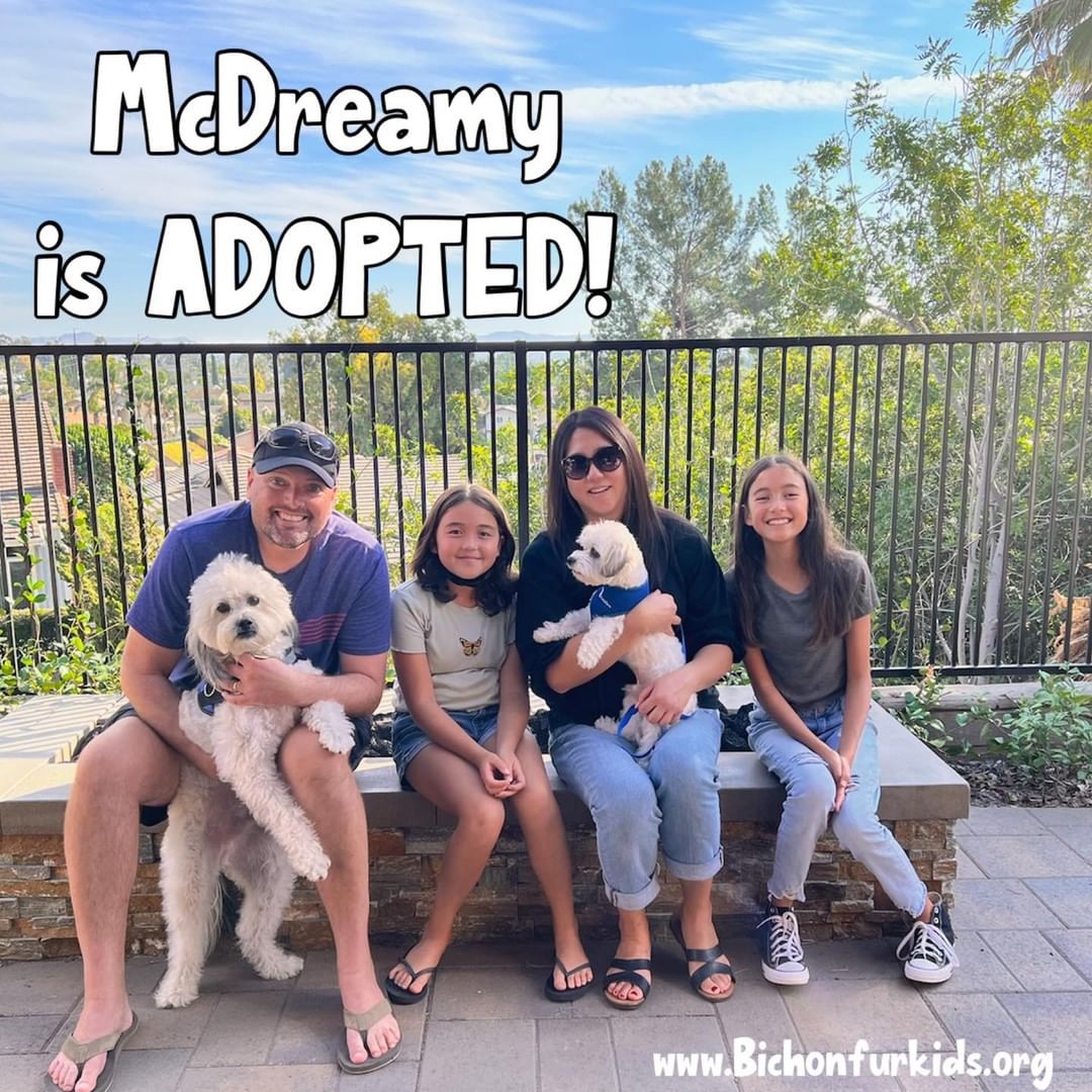 McDreamy wants to introduce his new family and look-alike bigger brother, Toby.
He wants to thank doggy foster brother Ricky for putting up with his shenanigans and Foster mom Debi,  dad Keith and Sean for all their love and guidance!
Happy,  happy tails and life little guy!
<a target='_blank' href='https://www.instagram.com/explore/tags/bfkmcdreamy/'>#bfkmcdreamy</a> 
<a target='_blank' href='https://www.instagram.com/explore/tags/adoptdontshop/'>#adoptdontshop</a>
<a target='_blank' href='https://www.instagram.com/explore/tags/adoptedandloved/'>#adoptedandloved</a>