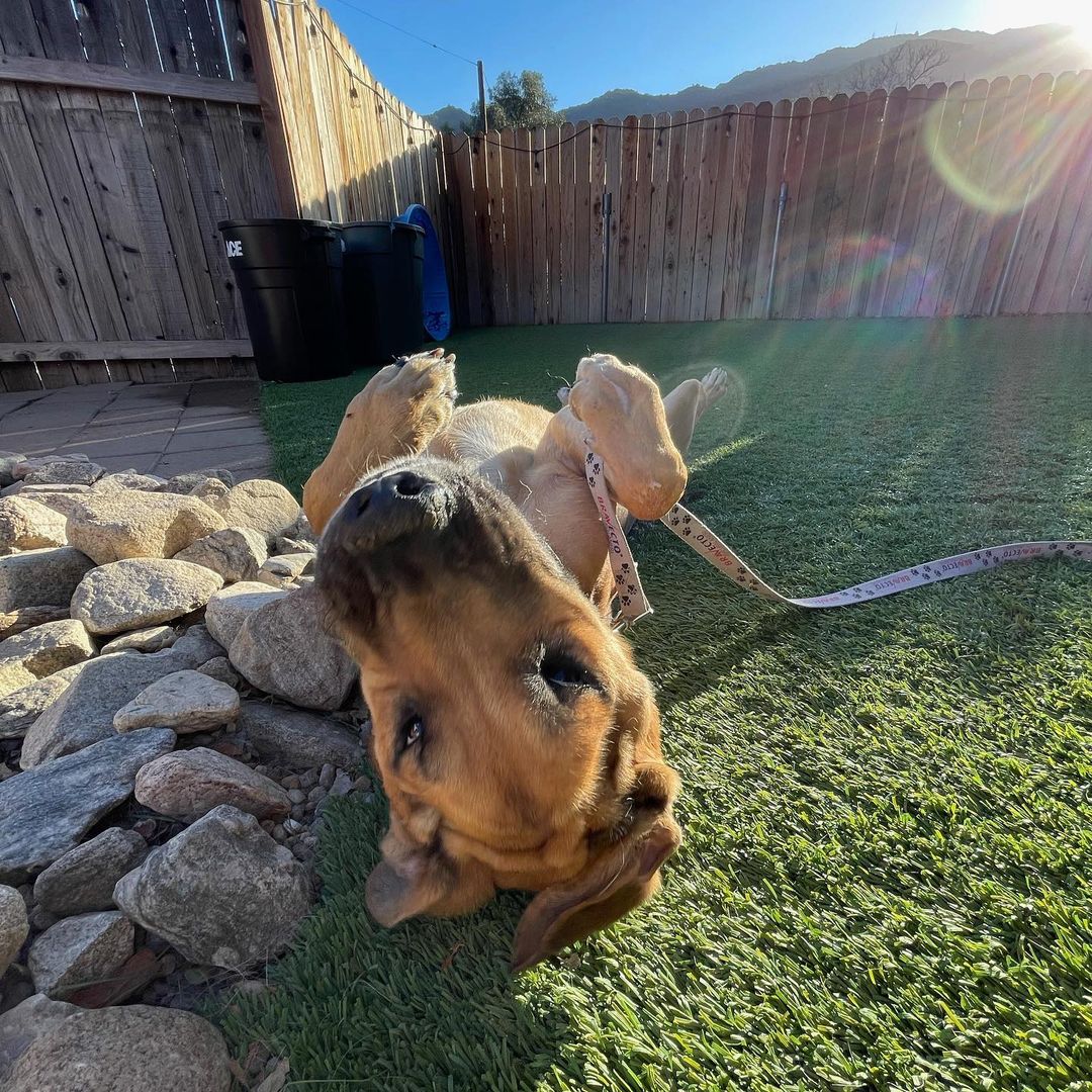 Halloween Vibes brought to y’all by sweet angel boy, Rocky.

We literally cannot believe this love bug is still looking for his forever human/s.

For any of our new followers, Rocky was saved from the streets of Mexico and is approximately 5 years old.

He is an Ehrlichiosis survivor which is a bacterial disease caused by ticks. 

He has chronic distemper myoclonus, causing constant contractions of the jaw leading to gum recession and bone loss. 

@realgoodrescue has exhausted all medical options with multiple vets and specialists. Unfortunately, Rocky is medically not able to undergo anesthesia for oral surgery.

Despite all of this, Rocky is an incredibly happy boy. 

Looking for a long term foster (@realgoodrescue covers all costs) or a forever home for this boy to let him sunbathe and receive all the love that he deserves.

Please share to help Rocky find his human/s.

If you/ someone you know would like to open your home to this sweet boy, please DM @terahgisolo or @realgoodrescue or email terah@realgood.dog 

Thank you in advance for spreading the good word to help this sweet boy in need.

Thank you to @breeking29 and @thecrateescape_ca for providing a temporary foster home for Rocky.

<a target='_blank' href='https://www.instagram.com/explore/tags/RealGoodRescue/'>#RealGoodRescue</a> <a target='_blank' href='https://www.instagram.com/explore/tags/RealGoodGang/'>#RealGoodGang</a> <a target='_blank' href='https://www.instagram.com/explore/tags/HappyHalloween/'>#HappyHalloween</a>