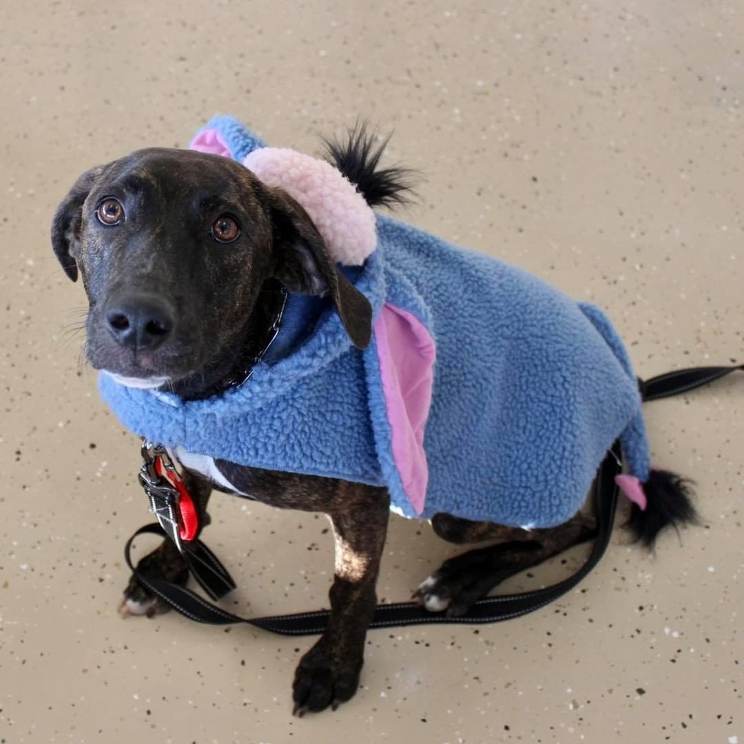 Happy Halloween from Reach Rescue🎃👻🐾
Adoptables got ready for the big day at yesterday’s adoption event. How cute do they look?! Let us know who your favorite is in the comments🤠

1. Bruce Lee the Cowboy
2. Paisley as Piglet
3. Journey the Unicorn
4. Axel as Eeyore
5. Buffy the Mermaid
6. Jason the Ice Cream Sundae
7. Freddy the Hot Dog
8. Kayak the Pumpkin 
9. Clara the Pig
10. Pearson the Dragon