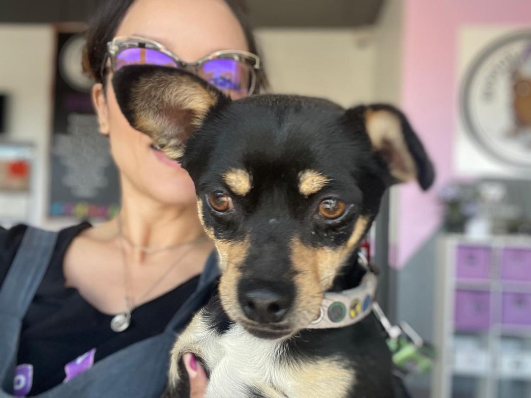 Pablo and Chloe were surrendered to me today. They are 2 and 1 years old. Very sweet. Good with kids and…. Potty TRAINED !! Please network these cuties !!! <a target='_blank' href='https://www.instagram.com/explore/tags/adoptdontshop/'>#adoptdontshop</a> <a target='_blank' href='https://www.instagram.com/explore/tags/itdontstop/'>#itdontstop</a> <a target='_blank' href='https://www.instagram.com/explore/tags/rescuelife/'>#rescuelife</a><a target='_blank' href='https://www.instagram.com/explore/tags/oneinanotherout/'>#oneinanotherout</a>