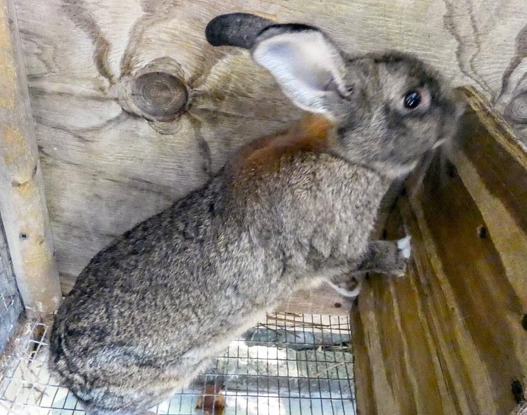 Are you looking for somebunny to love🐰❤ Marble and Dusty Hill are in need of warm, loving, hoppy homes! <a target='_blank' href='https://www.instagram.com/explore/tags/adoptdontshop/'>#adoptdontshop</a> <a target='_blank' href='https://www.instagram.com/explore/tags/adoptabunny/'>#adoptabunny</a>