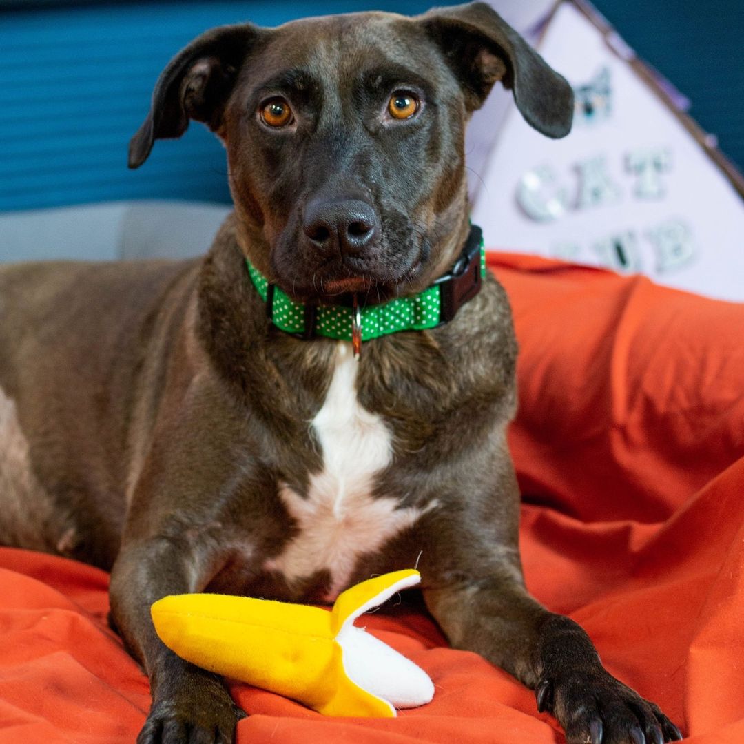 (Penny 24774): Did you catch Penny on @centralvalleytoday? Penny is a sweet, lovable Labrador/Australian Cattledog mix who loves to play once you get her out and about. She was rescued in Kerman and was originally found roaming the streets by local animal control agencies. Penny is approximately 3 years old and treat motivated. She can be dog selective so we would definitely need to do a meet and greet if a family currently has dogs. When Penny is inside, she is usually calm and perks up to run once she is taken outdoors. She does great on a leash with a slight tendency to pull. We are looking for a family who will take her on walks and shower her with love! If you're interested in Penny, submit your online application (link in bio) or come meet her in person at our Dog Adoption Center! We're open daily from 10 AM - 4:30 PM.⠀
•⠀
•⠀⠀
•⠀⠀
<a target='_blank' href='https://www.instagram.com/explore/tags/fresno/'>#fresno</a> <a target='_blank' href='https://www.instagram.com/explore/tags/california/'>#california</a> <a target='_blank' href='https://www.instagram.com/explore/tags/valleyanimalcenter/'>#valleyanimalcenter</a> <a target='_blank' href='https://www.instagram.com/explore/tags/dogs/'>#dogs</a> <a target='_blank' href='https://www.instagram.com/explore/tags/adoptdontshop/'>#adoptdontshop</a> <a target='_blank' href='https://www.instagram.com/explore/tags/adopt/'>#adopt</a> <a target='_blank' href='https://www.instagram.com/explore/tags/dog/'>#dog</a> <a target='_blank' href='https://www.instagram.com/explore/tags/cute/'>#cute</a> <a target='_blank' href='https://www.instagram.com/explore/tags/love/'>#love</a> <a target='_blank' href='https://www.instagram.com/explore/tags/shelterpet/'>#shelterpet</a> <a target='_blank' href='https://www.instagram.com/explore/tags/nationalshelterpetsday/'>#nationalshelterpetsday</a> <a target='_blank' href='https://www.instagram.com/explore/tags/labmix/'>#labmix</a> <a target='_blank' href='https://www.instagram.com/explore/tags/labsofig/'>#labsofig</a><a target='_blank' href='https://www.instagram.com/explore/tags/labrador/'>#labrador</a>  <a target='_blank' href='https://www.instagram.com/explore/tags/dogsofinstaworld/'>#dogsofinstaworld</a> <a target='_blank' href='https://www.instagram.com/explore/tags/dogsofig/'>#dogsofig</a> <a target='_blank' href='https://www.instagram.com/explore/tags/photography/'>#photography</a> <a target='_blank' href='https://www.instagram.com/explore/tags/photooftheday/'>#photooftheday</a>