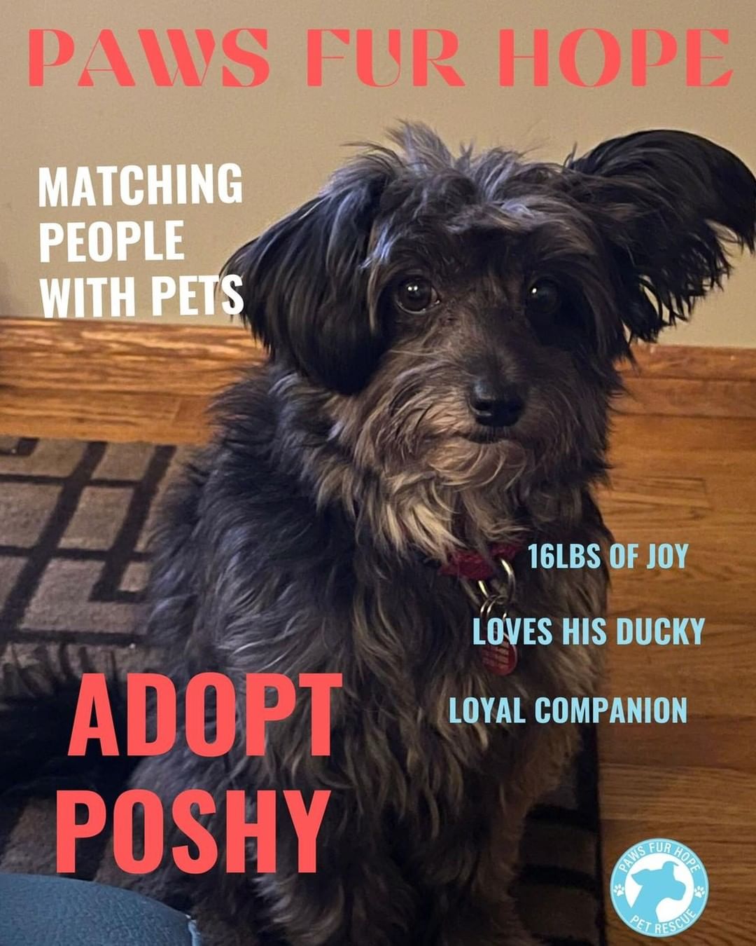 Poshy is the cutest cover boy. Poshy loves to chill and likes other dogs snd cats. He adores his ducky. He is crate trained and housebroken. He is 16lbs and 7 years old.  Poshy would do best in a quiet home as he learns to trust humans.  He loves to walk and cuddle.  If interested fill out an adoption application at www.pawsfurhope.org.