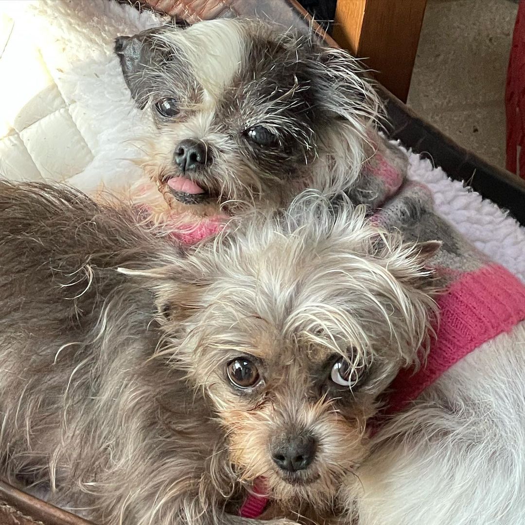 Two of a kind! Best friends Lucy and Angel looking to start their next chapter together 💕 Visit their profile to learn more: https://www.adoptapet.com/pet/33055066-worcester-massachusetts-chihuahua-mix