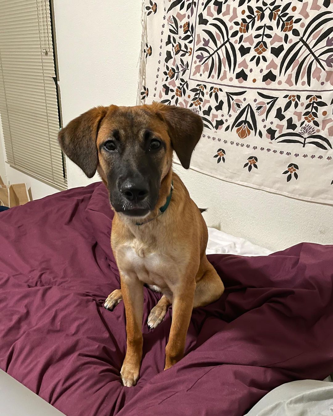 𝐄𝐌𝐄𝐑𝐘 🐕APPLICATION CLOSED
Age: 9 months old old
Gender: F
Weight: 42lbs
Breed: Shepherd/Hound mix
Dog: ✔️
Kids: ✔️
Cats: N/A
House-trained: ✔️
Crate trained: In Training
Leash: ✔️
Fostered In: Oakland, CA
____

Meet Emery! 🐶 Emery is an adorable 9 months old Shepherd/Hound mix puppy. Emery loves playing with other dogs outside and is great with people. She is working on walking on a leash, she does pull a bit and gets curious, but overall does great on walks. She knows basic commands: sit, shake, down, come, stay and is learning 
