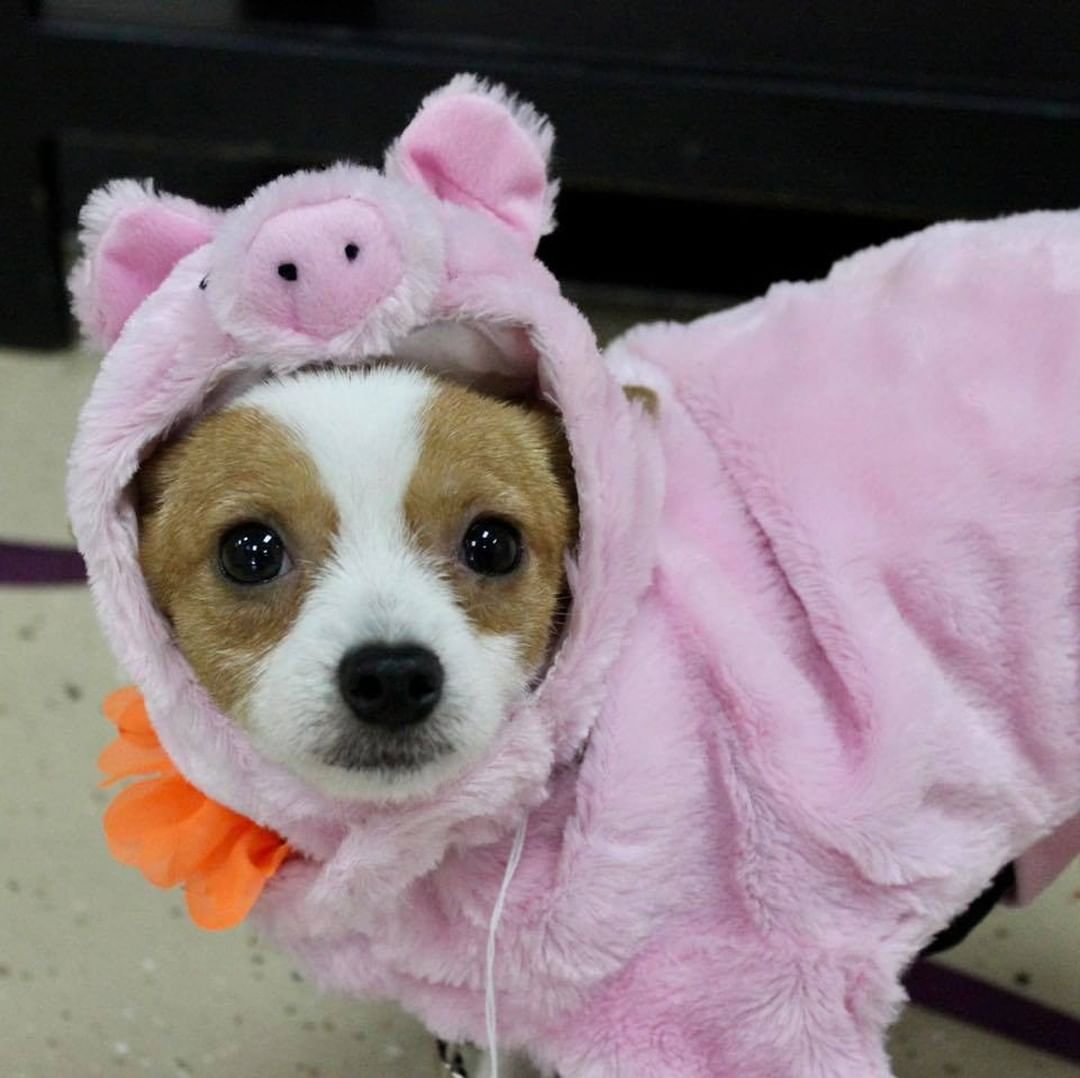 Happy Halloween from Reach Rescue🎃👻🐾
Adoptables got ready for the big day at yesterday’s adoption event. How cute do they look?! Let us know who your favorite is in the comments🤠

1. Bruce Lee the Cowboy
2. Paisley as Piglet
3. Journey the Unicorn
4. Axel as Eeyore
5. Buffy the Mermaid
6. Jason the Ice Cream Sundae
7. Freddy the Hot Dog
8. Kayak the Pumpkin 
9. Clara the Pig
10. Pearson the Dragon