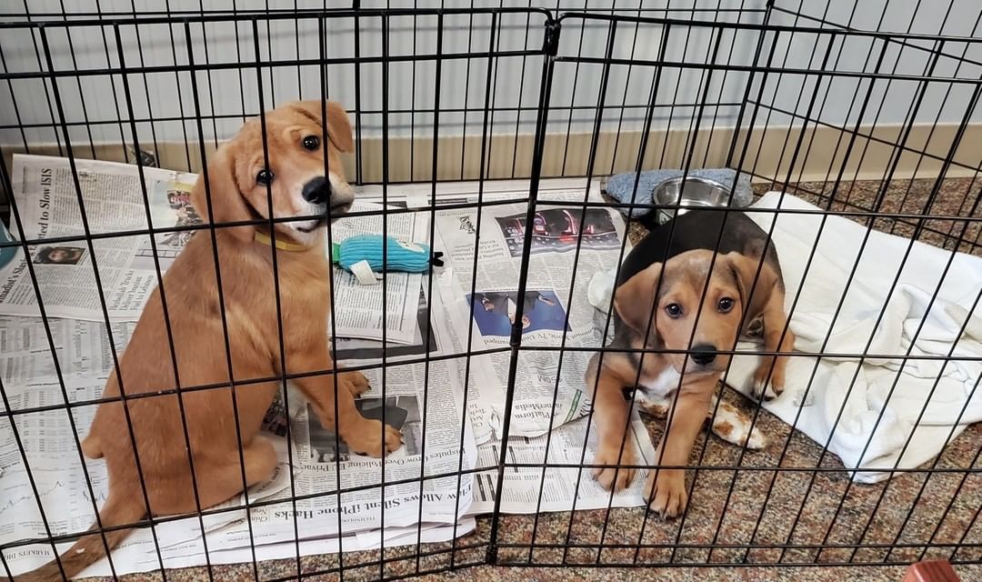 Yellow and Blue are the final rainbow litter puppies ready to find their pot of gold (forever homes)