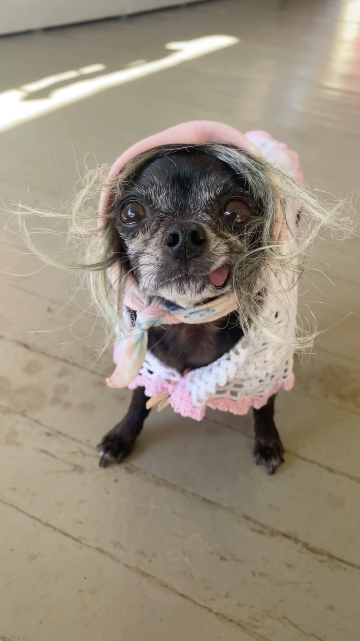 Edgar got to show off his little 👵 costume yesterday at our Halloween party, but he wanted to make sure you all saw it here too 😉 <a target='_blank' href='https://www.instagram.com/explore/tags/happyhalloween/'>#happyhalloween</a> <a target='_blank' href='https://www.instagram.com/explore/tags/nwdpseniorsanctuary/'>#nwdpseniorsanctuary</a>