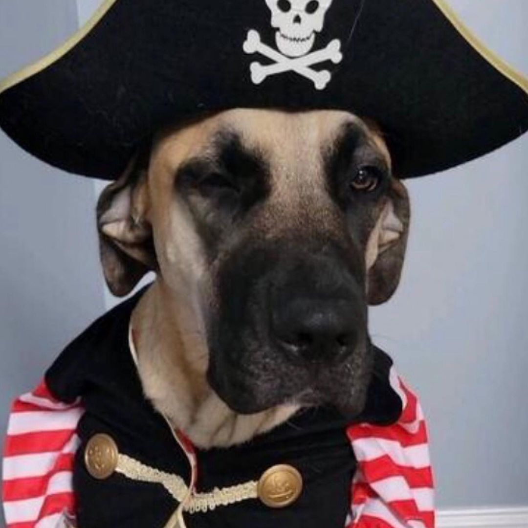 Costume contest ends in 24 hours!  Enter on our Facebook page! 🎃 👑 🧛‍♂️ 

Lots of great prizes in several categories! 🦇 🦸‍♀️ 👻 

<a target='_blank' href='https://www.instagram.com/explore/tags/rescuepets/'>#rescuepets</a> <a target='_blank' href='https://www.instagram.com/explore/tags/rescuepetsofinstagram/'>#rescuepetsofinstagram</a> <a target='_blank' href='https://www.instagram.com/explore/tags/ricopetrecovery/'>#ricopetrecovery</a> <a target='_blank' href='https://www.instagram.com/explore/tags/rescuedogsofinsta/'>#rescuedogsofinsta</a> <a target='_blank' href='https://www.instagram.com/explore/tags/happilyadopted/'>#happilyadopted</a> <a target='_blank' href='https://www.instagram.com/explore/tags/dogsofohio/'>#dogsofohio</a> <a target='_blank' href='https://www.instagram.com/explore/tags/ohiodogs/'>#ohiodogs</a> <a target='_blank' href='https://www.instagram.com/explore/tags/ohiodogsofinstagram/'>#ohiodogsofinstagram</a> <a target='_blank' href='https://www.instagram.com/explore/tags/buckeyepets/'>#buckeyepets</a>