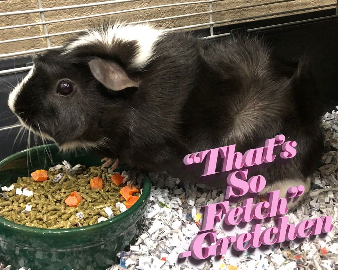 On Wednesdays we wear pink. 

Regina (3 yrs), Gretchen (2 yrs) and Karen (1 1/2 yrs) are already besties, now all they need is a cool mom (not a regular mom)* to keep them well-stocked with veggies and playtime! 

We know not everybody will be able to take home 3 piggies at once, but piggies are very social critters - so if you don't already have one at home, we definitely recommend adopting at least two. 

*Cool dads also welcome

<a target='_blank' href='https://www.instagram.com/explore/tags/meangirls/'>#meangirls</a> <a target='_blank' href='https://www.instagram.com/explore/tags/stoptryingtomakefetchhappen/'>#stoptryingtomakefetchhappen</a> <a target='_blank' href='https://www.instagram.com/explore/tags/isbutteracarb/'>#isbutteracarb</a> <a target='_blank' href='https://www.instagram.com/explore/tags/espn/'>#espn</a> <a target='_blank' href='https://www.instagram.com/explore/tags/adopt/'>#adopt</a> <a target='_blank' href='https://www.instagram.com/explore/tags/adoptapiggie/'>#adoptapiggie</a> <a target='_blank' href='https://www.instagram.com/explore/tags/adoptaguineapig/'>#adoptaguineapig</a> <a target='_blank' href='https://www.instagram.com/explore/tags/guineapig/'>#guineapig</a> <a target='_blank' href='https://www.instagram.com/explore/tags/piggies/'>#piggies</a> <a target='_blank' href='https://www.instagram.com/explore/tags/guineapigsofinstagram/'>#guineapigsofinstagram</a> <a target='_blank' href='https://www.instagram.com/explore/tags/piggiesofinstagram/'>#piggiesofinstagram</a> <a target='_blank' href='https://www.instagram.com/explore/tags/sharethelex/'>#sharethelex</a> <a target='_blank' href='https://www.instagram.com/explore/tags/sharethelexpets/'>#sharethelexpets</a>