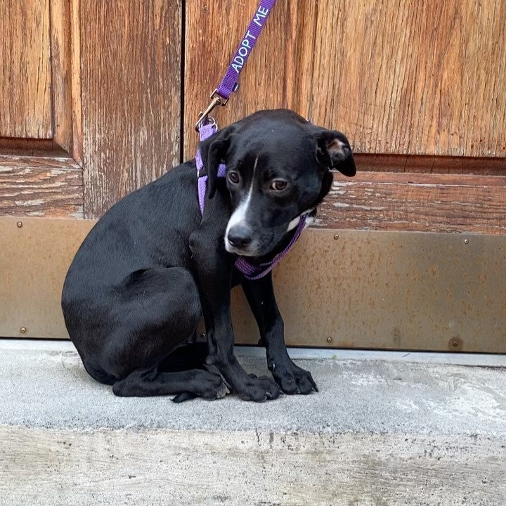 URGENT!! THIS QUIET GIRL NEEDS A FOSTER HOME IN THE SUBURBS ASAP!!! Another puppy from the rural south terrified of NYC. It’s not hard to understand why. Tahini has gone from a home where she couldn’t even trust her own shadow, but where the man made sounds were few and far between, to nonstop movement and sound. This 5-month-old is trusting though and trying very hard to be brave. She’s housebroken, very gentle, loves to cuddle, is good with other dogs, and learns fast. Indoors she’s chill and independent and likes to give you a lick here and there, but outdoors she’s a wreck, and the city is really wearing her down. She needs an experienced home in the suburbs, and the company of another confident pup would probably help her see how safe and exciting her future can be. PLEASE HELP!!! Pickup is ASAP in the East Village, fostering lasts 2 to 4 weeks. If you can give her a temporary home, please submit the foster app at socialteesnyc.org and email foster@socialteesnyc.org NOW!!! <a target='_blank' href='https://www.instagram.com/explore/tags/adoptdontshop/'>#adoptdontshop</a> <a target='_blank' href='https://www.instagram.com/explore/tags/fosterme/'>#fosterme</a> <a target='_blank' href='https://www.instagram.com/explore/tags/spots/'>#spots</a> <a target='_blank' href='https://www.instagram.com/explore/tags/pointer/'>#pointer</a> <a target='_blank' href='https://www.instagram.com/explore/tags/rescuedog/'>#rescuedog</a> <a target='_blank' href='https://www.instagram.com/explore/tags/dogsofinstagram/'>#dogsofinstagram</a> <a target='_blank' href='https://www.instagram.com/explore/tags/animalrescue/'>#animalrescue</a> <a target='_blank' href='https://www.instagram.com/explore/tags/blackdog/'>#blackdog</a> <a target='_blank' href='https://www.instagram.com/explore/tags/tahini/'>#tahini</a> <a target='_blank' href='https://www.instagram.com/explore/tags/socialtees/'>#socialtees</a> <a target='_blank' href='https://www.instagram.com/explore/tags/socialteesnyc/'>#socialteesnyc</a> <a target='_blank' href='https://www.instagram.com/explore/tags/straypride/'>#straypride</a>