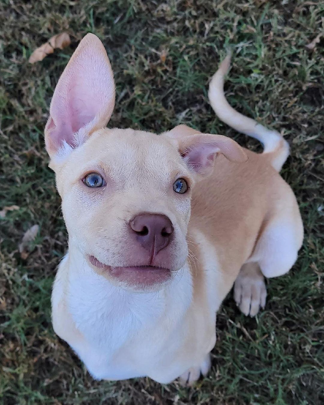 🐾 Hi!  My name is Sadie & I’m currently hamming it up at my Foster family’s house.  I love being snuggled & have even slept through the night a few times.  As much as I love my Foster Mom & Foster Dad, I’m ready to find a family to call my own.  if you’d like to learn more about me & are interested in meeting me, please fill out an application -

https://www.pupandcatco.com/application/. 🐾