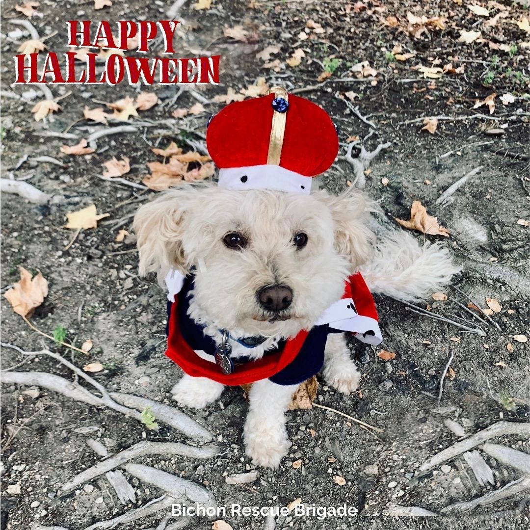 Happy Howl’oween from Waffles and everyone at Bichon Rescue Brigade. 🎃🕸👻 <a target='_blank' href='https://www.instagram.com/explore/tags/adoptdontshop/'>#adoptdontshop</a><a target='_blank' href='https://www.instagram.com/explore/tags/halloween/'>#halloween</a><a target='_blank' href='https://www.instagram.com/explore/tags/rescuedismyfavoritebreed/'>#rescuedismyfavoritebreed</a><a target='_blank' href='https://www.instagram.com/explore/tags/fosteringsaveslives/'>#fosteringsaveslives</a><a target='_blank' href='https://www.instagram.com/explore/tags/bichon/'>#bichon</a><a target='_blank' href='https://www.instagram.com/explore/tags/makeadifference/'>#makeadifference</a>