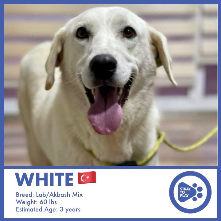 Help us welcome this happy Turkish gal, White! She is a Lab/Akbash mix and about 3 years old. White can be selective with dogs but she LOVES humans and getting ALL the cuddles. She is active and playful and just happy to be here! Look at that smile!

We will be getting to know White in the coming weeks, so stay tuned for updates!
.
.
.
.
.
.
 <a target='_blank' href='https://www.instagram.com/explore/tags/AdoptAPet/'>#AdoptAPet</a> <a target='_blank' href='https://www.instagram.com/explore/tags/OptToAdopt/'>#OptToAdopt</a> <a target='_blank' href='https://www.instagram.com/explore/tags/TorontoDogs/'>#TorontoDogs</a> <a target='_blank' href='https://www.instagram.com/explore/tags/TorontoAdoptables/'>#TorontoAdoptables</a> <a target='_blank' href='https://www.instagram.com/explore/tags/AdoptADogInToronto/'>#AdoptADogInToronto</a> <a target='_blank' href='https://www.instagram.com/explore/tags/AdoptMe/'>#AdoptMe</a> <a target='_blank' href='https://www.instagram.com/explore/tags/Toronto/'>#Toronto</a> <a target='_blank' href='https://www.instagram.com/explore/tags/OntarioDogsForAdoption/'>#OntarioDogsForAdoption</a> <a target='_blank' href='https://www.instagram.com/explore/tags/RescueDog/'>#RescueDog</a> <a target='_blank' href='https://www.instagram.com/explore/tags/Adoptable/'>#Adoptable</a> <a target='_blank' href='https://www.instagram.com/explore/tags/ForeverHomeNeeded/'>#ForeverHomeNeeded</a> <a target='_blank' href='https://www.instagram.com/explore/tags/TurkeyDogs/'>#TurkeyDogs</a> <a target='_blank' href='https://www.instagram.com/explore/tags/TurkeyStrayDogs/'>#TurkeyStrayDogs</a> <a target='_blank' href='https://www.instagram.com/explore/tags/StrayToPlay/'>#StrayToPlay</a>