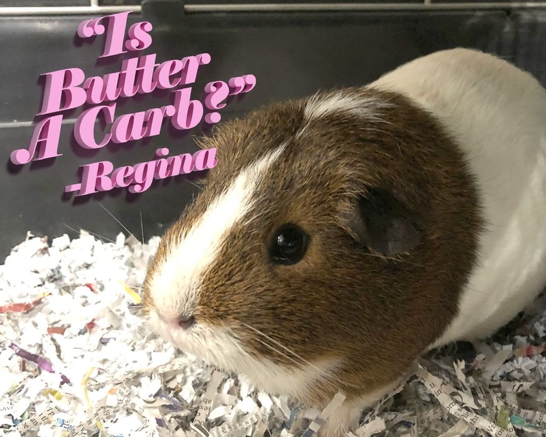 On Wednesdays we wear pink. 

Regina (3 yrs), Gretchen (2 yrs) and Karen (1 1/2 yrs) are already besties, now all they need is a cool mom (not a regular mom)* to keep them well-stocked with veggies and playtime! 

We know not everybody will be able to take home 3 piggies at once, but piggies are very social critters - so if you don't already have one at home, we definitely recommend adopting at least two. 

*Cool dads also welcome

<a target='_blank' href='https://www.instagram.com/explore/tags/meangirls/'>#meangirls</a> <a target='_blank' href='https://www.instagram.com/explore/tags/stoptryingtomakefetchhappen/'>#stoptryingtomakefetchhappen</a> <a target='_blank' href='https://www.instagram.com/explore/tags/isbutteracarb/'>#isbutteracarb</a> <a target='_blank' href='https://www.instagram.com/explore/tags/espn/'>#espn</a> <a target='_blank' href='https://www.instagram.com/explore/tags/adopt/'>#adopt</a> <a target='_blank' href='https://www.instagram.com/explore/tags/adoptapiggie/'>#adoptapiggie</a> <a target='_blank' href='https://www.instagram.com/explore/tags/adoptaguineapig/'>#adoptaguineapig</a> <a target='_blank' href='https://www.instagram.com/explore/tags/guineapig/'>#guineapig</a> <a target='_blank' href='https://www.instagram.com/explore/tags/piggies/'>#piggies</a> <a target='_blank' href='https://www.instagram.com/explore/tags/guineapigsofinstagram/'>#guineapigsofinstagram</a> <a target='_blank' href='https://www.instagram.com/explore/tags/piggiesofinstagram/'>#piggiesofinstagram</a> <a target='_blank' href='https://www.instagram.com/explore/tags/sharethelex/'>#sharethelex</a> <a target='_blank' href='https://www.instagram.com/explore/tags/sharethelexpets/'>#sharethelexpets</a>