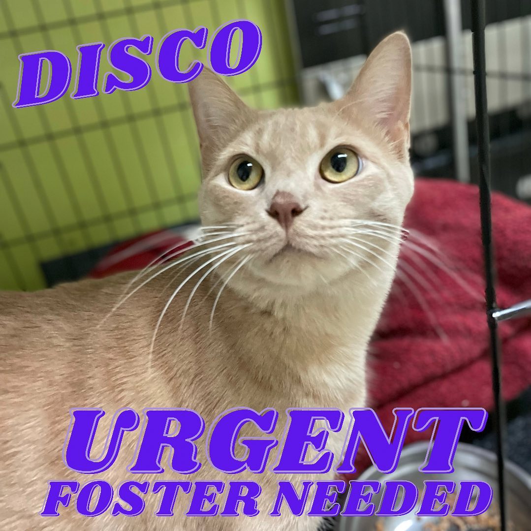 URGENT FOSTER NEEDED
We are no longer able to keep sweet Disco in boarding, so he needs a foster or adopter ASAP! Please DM if you are able to foster or adopt, and share if you can’t! You could know Disco’s forever home❤️