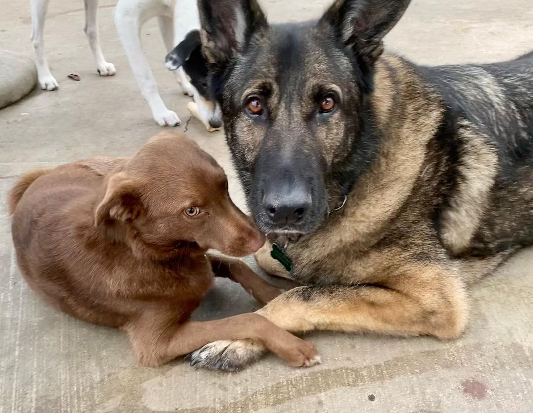 Happy Wednesday!

Have you ever seen two more beautiful boys?

Choco, the little one, is still looking for his forever home. We are shocked that he is still with us. He is shy when meeting new people but a total love once he knows you.
.
.
.
<a target='_blank' href='https://www.instagram.com/explore/tags/choco/'>#choco</a> <a target='_blank' href='https://www.instagram.com/explore/tags/muttsinneed/'>#muttsinneed</a> <a target='_blank' href='https://www.instagram.com/explore/tags/adoptdontshop/'>#adoptdontshop</a> <a target='_blank' href='https://www.instagram.com/explore/tags/tripawdlife/'>#tripawdlife</a> <a target='_blank' href='https://www.instagram.com/explore/tags/tripawdsofinstagram/'>#tripawdsofinstagram</a> <a target='_blank' href='https://www.instagram.com/explore/tags/dogsofnewportbeach/'>#dogsofnewportbeach</a> <a target='_blank' href='https://www.instagram.com/explore/tags/dogsoforangecounty/'>#dogsoforangecounty</a> <a target='_blank' href='https://www.instagram.com/explore/tags/dogsofcalifornia/'>#dogsofcalifornia</a> <a target='_blank' href='https://www.instagram.com/explore/tags/rescuedismyfavoritebreed/'>#rescuedismyfavoritebreed</a> <a target='_blank' href='https://www.instagram.com/explore/tags/orangecountyca/'>#orangecountyca</a> <a target='_blank' href='https://www.instagram.com/explore/tags/newportbeach/'>#newportbeach</a> <a target='_blank' href='https://www.instagram.com/explore/tags/rescuedog/'>#rescuedog</a>