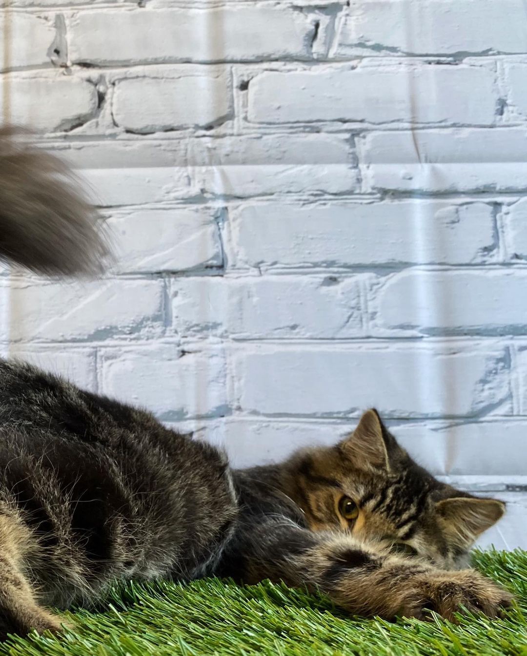 Any friends fans out there… in need of a friend? 😏 

Meet JOEY! 🤪 ADOPTED 💚

This little 1.5yr old sweetheart is the funniest and cuddliest guy around! You just won’t believe how soft he is!  He was the biggest fan of the fake grass for his photoshoot, we had to show some of the outtakes. With so many distractions for him to play with, we even got distracted just watching this little cutie! Joey is ready to fill someone’s home with laughter time and time again. Come on in and meet this charmer! 😹