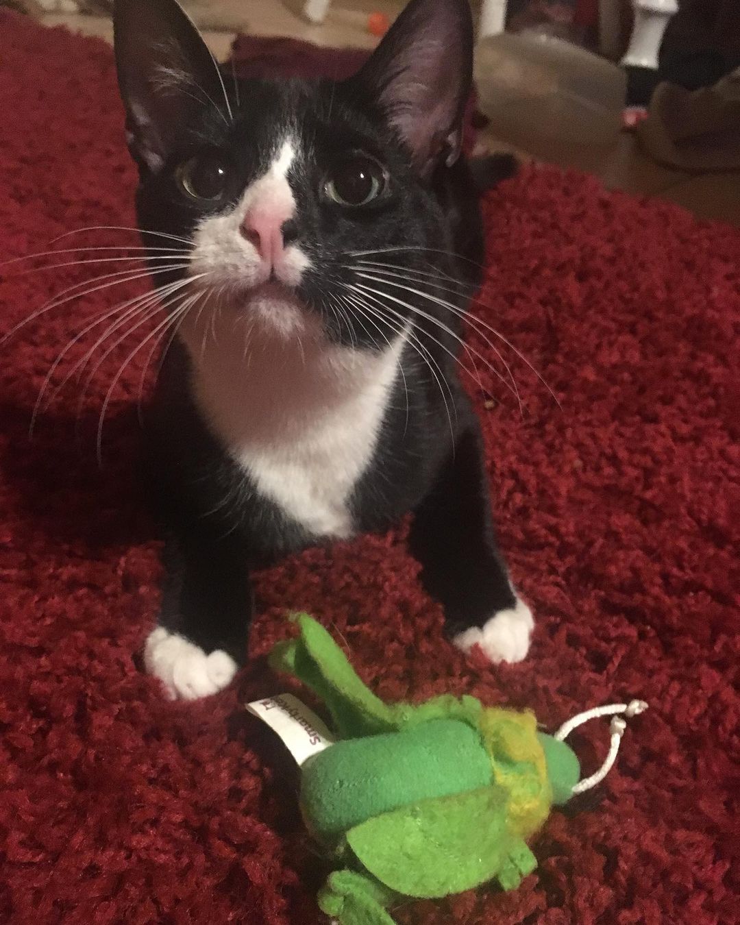 *FOSTER KITTEN WAITING FOR ADOPTER*
6-month-old Grant is returning to WVHS on 11/4. As you can see from these pictures, he 1) loves his toy cricket 2) loves having a soft comfortable bed and 3) loves watching TV, especially Wheel of Fortune. All he wants in life is a toy, a bed to nap on, a TV, and a family that will deeply love him. If you think you could be the one to make this little boy’s dreams come true and give him a home to call his own, please fill out an adoption application and make an appointment to meet him. He may be shy for a very brief period of time, probably just a day or two, and then he will be his affectionate, snuggly, playful, silly self. He is so fun to have around and he’s wonderful at cuddling! Please SHARE to help us find this deserving kitten a happy, loving home. 

TO START THE ADOPTION PROCESS: 
Please print an adoption application at wvhumane.org/forms-and-downloads and return to us at warwickhumane@yahoo.com or by fax
845-987-8995