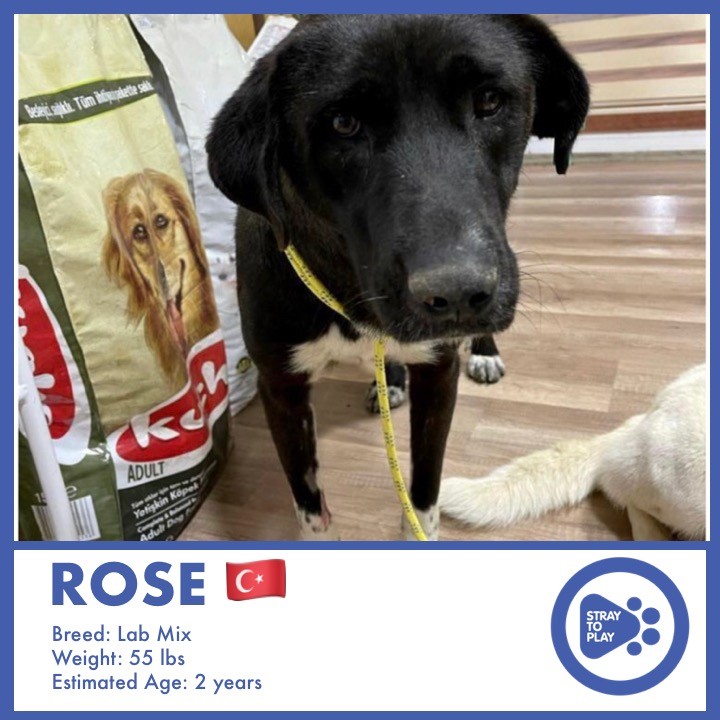 Suiting name as she’s as beautiful as the flower! Welcome to Canada, Rose! She is a lab mix and about 2 years old from Turkey. Rose is a calm, mellow pup. She loves humans and is good with other dogs.

Rose will be decompressing with her foster over the next few weeks, stay tuned for updates!
.
.
.
.
.
<a target='_blank' href='https://www.instagram.com/explore/tags/AdoptAPet/'>#AdoptAPet</a> <a target='_blank' href='https://www.instagram.com/explore/tags/OptToAdopt/'>#OptToAdopt</a> <a target='_blank' href='https://www.instagram.com/explore/tags/TorontoDogs/'>#TorontoDogs</a> <a target='_blank' href='https://www.instagram.com/explore/tags/TorontoAdoptables/'>#TorontoAdoptables</a> <a target='_blank' href='https://www.instagram.com/explore/tags/AdoptADogInToronto/'>#AdoptADogInToronto</a> <a target='_blank' href='https://www.instagram.com/explore/tags/AdoptMe/'>#AdoptMe</a> <a target='_blank' href='https://www.instagram.com/explore/tags/Toronto/'>#Toronto</a> <a target='_blank' href='https://www.instagram.com/explore/tags/OntarioDogsForAdoption/'>#OntarioDogsForAdoption</a> <a target='_blank' href='https://www.instagram.com/explore/tags/RescueDog/'>#RescueDog</a> <a target='_blank' href='https://www.instagram.com/explore/tags/Adoptable/'>#Adoptable</a> <a target='_blank' href='https://www.instagram.com/explore/tags/ForeverHomeNeeded/'>#ForeverHomeNeeded</a> <a target='_blank' href='https://www.instagram.com/explore/tags/TurkeyDogs/'>#TurkeyDogs</a> <a target='_blank' href='https://www.instagram.com/explore/tags/TurkeyStrayDogs/'>#TurkeyStrayDogs</a> <a target='_blank' href='https://www.instagram.com/explore/tags/StrayToPlay/'>#StrayToPlay</a>