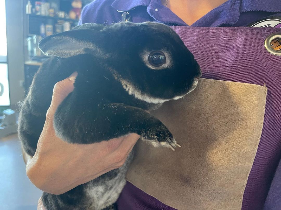 Meet spike. This 1 and a half year old Rex rabbit was surrendered by the sweetest man who was in tears. He wanted better for him and of course we took him in. Please network this cutie!!! <a target='_blank' href='https://www.instagram.com/explore/tags/adoptdontshop/'>#adoptdontshop</a>