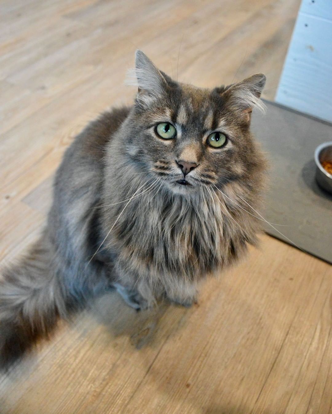 Calling all lovers of fluffy cats! ✨

We have quite a few long-haired cats looking for their forever homes, which will hopefully include time for a daily brushing! They are all different ages, with unique personalities and adorable quirks. 

You can visit these sweet cats at the Kitty Cottage or apply for one here: fiveacresanimalshelter.org/adopt 🐾<a target='_blank' href='https://www.instagram.com/explore/tags/fiveacresanimalshelter/'>#fiveacresanimalshelter</a> <a target='_blank' href='https://www.instagram.com/explore/tags/safesoundandhomewardbound/'>#safesoundandhomewardbound</a> <a target='_blank' href='https://www.instagram.com/explore/tags/adoptdontshop/'>#adoptdontshop</a>