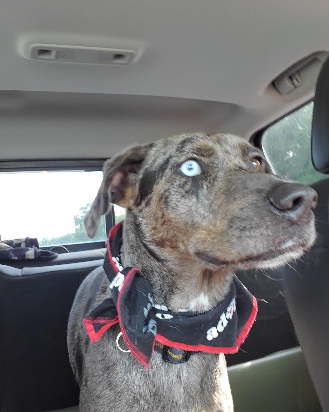 Male Catahoula X possible lab mix in Plattsburgh NY. Up for adoption to a screened approved home. Application on line at www.jcldr.com.  Here is the petfinder link, read more about this fine male dog he is in his prime at 4 years old. Can contact Janeen jj4@midrivers.com but please put in an app first off website. Good place to get a jump start. Then we call you and visit or you can email and then call me. Looking for a forever home for this boy with solid commitment and we will support and stand by you if we are needed.