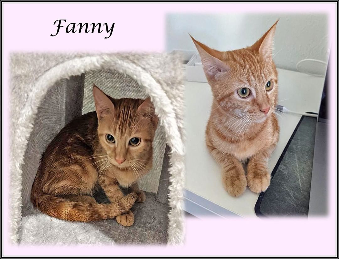 💖🏡💖 Forever Home Update:  Ginger tabby, Fanny, is now 7 months old!  Her adopter says, “We love her very much!  She’s getting along great with our boy orange tabby named Luca!” Fanny even gets baths from brother Luca!