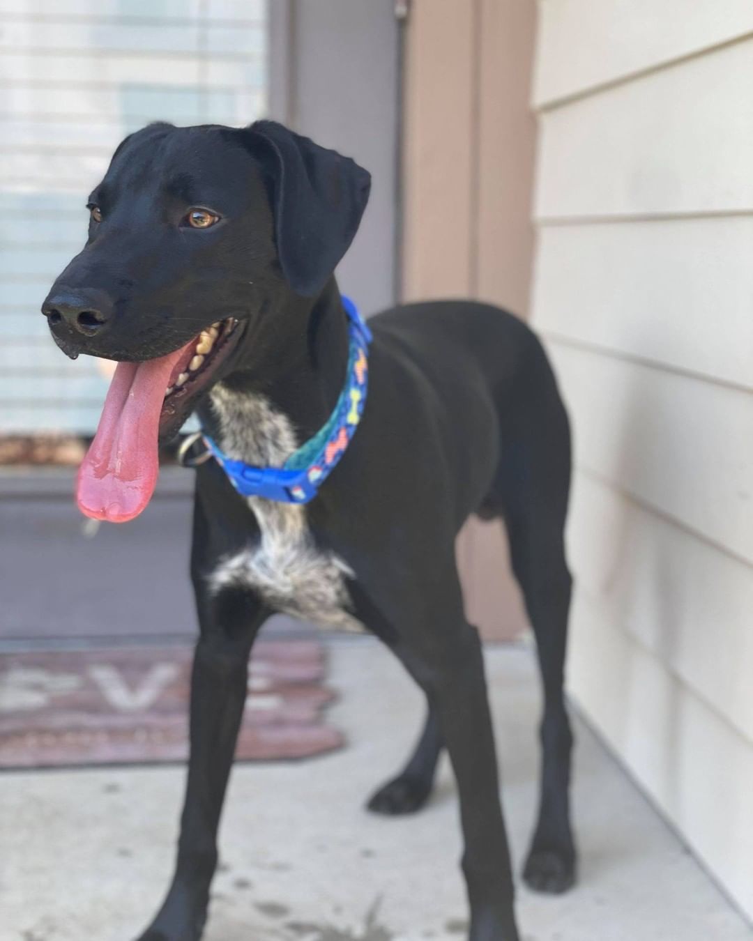 👅Tongue out Tuesday alert!! And boy do we have the sweetest boy to introduce!! 😍 Drake is a young Catahoula/Lab mix that we rescued from the Greenville Animal Shelter. Like every other dog, we have rescued from there he is the best! He LOVES kids and is so sweet with his new foster human sibling, even giving her sweet doggy kisses. He is a super smart boy and eager to please and will make a great family dog. Please reach out if that family is you! <a target='_blank' href='https://www.instagram.com/explore/tags/LAPdog/'>#LAPdog</a> <a target='_blank' href='https://www.instagram.com/explore/tags/ToungueOutTuesday/'>#ToungueOutTuesday</a> <a target='_blank' href='https://www.instagram.com/explore/tags/SweetBoy/'>#SweetBoy</a> <a target='_blank' href='https://www.instagram.com/explore/tags/AdoptDrake/'>#AdoptDrake</a> <a target='_blank' href='https://www.instagram.com/explore/tags/FamilyDog/'>#FamilyDog</a> <a target='_blank' href='https://www.instagram.com/explore/tags/PerfectPuppy/'>#PerfectPuppy</a> 

Adopt this sweet boy here! 👇
https://www.laprescue.org/adoption-app-.html