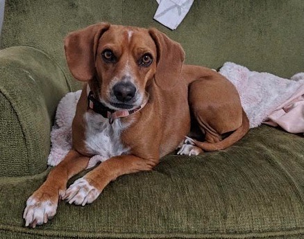 Welcome back, Ellie (formerly Snow White)! 🤍

Ellie, is an adorable 5 almost 6 year old beagle mix who was adopted from us in 2016 as a puppy. Her owners recently had a baby and Ellie hasn't adapted well to the change in the household. Her ideal foster or forever home would be one with older or no children, and with other pups. This sweet girl is a lot of fun and we look forward to helping her find her forever family! 

If you or someone you know may be interested in fostering Ellie, email hillary@agaperescue.org or fill out a foster (or adoption) application on agaperescue.org 🐾