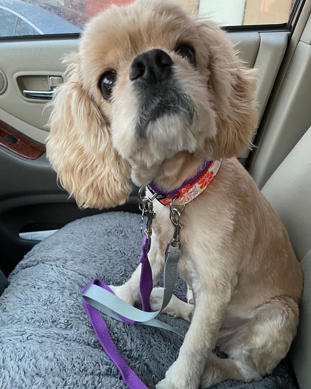 Welcome to America little Peaches! 

This teeny tiny cocker spaniel Freedom Flyer girlie just arrived from South Korea and she is LOVELY! 

She was rescued in South Korea, after living outdoors in a dreary cement yard.  The lady that rescued her moved in next door and would hear Peaches crying and crying at night time because she was so lonely and it was dark out.  So the neighbor would turn on a light and then talk to Peaches out of her window, to try to comfort her.

When the lady asked the neighbor if she would consider relinquishing her dog to a rescue group, the neighbor was eager to do so.  She said that Peaches had belonged to her daughter who had moved out. 

We had guessed Peaches to be around eight and a half years old but we just found out her real birthdate.  She will turn ten years of age on Christmas day! (she doesn't look it, she has a puppy face, doesn't she?)

We are currently taking adoption applications for Peaches.  Please be sure to tell serious adoption inquiries to read the adoption process section here:

CampCocker.com/adoptionprocess 

Spread the word for our recent little Freedom Flyer arrival, Peaches!

<a target='_blank' href='https://www.instagram.com/explore/tags/CompassionHasNoBorders/'>#CompassionHasNoBorders</a> 

<a target='_blank' href='https://www.instagram.com/explore/tags/SaveADogChangeTheWorld/'>#SaveADogChangeTheWorld</a> 

<a target='_blank' href='https://www.instagram.com/explore/tags/TeamPeaches/'>#TeamPeaches</a>
<a target='_blank' href='https://www.instagram.com/explore/tags/freedomflightrescue/'>#freedomflightrescue</a> <a target='_blank' href='https://www.instagram.com/explore/tags/campcockerrescue/'>#campcockerrescue</a> <a target='_blank' href='https://www.instagram.com/explore/tags/cockerspanielnetwork/'>#cockerspanielnetwork</a>