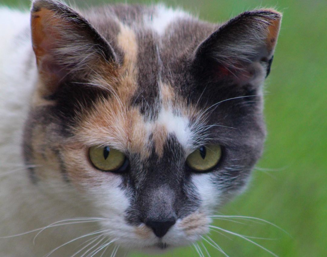 “Grief doesn’t change you, it reveals you” - John Green, The Fault in our Stars

I could not be prouder of my student volunteers at this moment. 

I received a call very early this morning from Isabel, who was very upset, but brave when telling me that she found one of the feral community cats who became victim of a hit and run in the middle of the road. Because of her compassion, we were able to be assisted by the police to move her to the side of the road until I could get there to gather her for a proper burial.

Beautiful Alice traveled outside of her safety zone and wooded territory where her colony is fed and cared for.

My heart was heavy and unsure how to share this with the rest of the student volunteers, some who have been caretakers for her colony for almost a year. Not a lesson I wanted to teach.

These college students not only expressed their sadness,  showed their compassion and desire to  hold a memorial service, but also, out of their grief came education. They are doing a wonderful job explaining about the community cats and the importance of not dumping them to other students not yet in our Pioneer PAWS program, who saw Alice in the road before she was moved. 

I could not ask for more for them to share my belief that feral, stray and homeless cats deserve love and dignity too 💜
WPU Student Kindness Kittys Making a Difference 🐾💜🐾