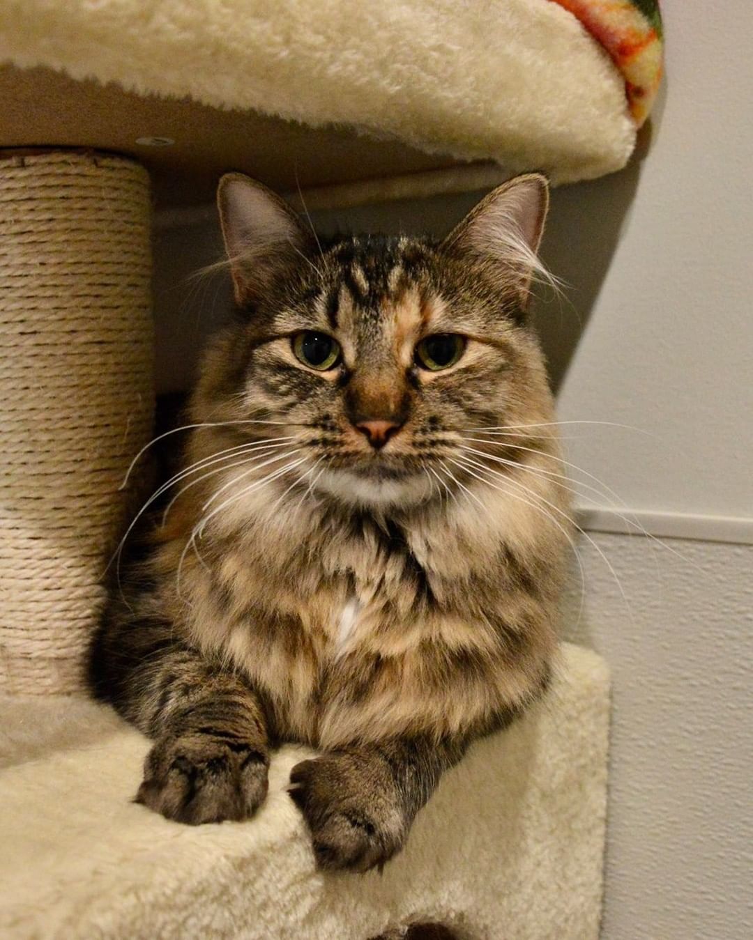 Calling all lovers of fluffy cats! ✨

We have quite a few long-haired cats looking for their forever homes, which will hopefully include time for a daily brushing! They are all different ages, with unique personalities and adorable quirks. 

You can visit these sweet cats at the Kitty Cottage or apply for one here: fiveacresanimalshelter.org/adopt 🐾<a target='_blank' href='https://www.instagram.com/explore/tags/fiveacresanimalshelter/'>#fiveacresanimalshelter</a> <a target='_blank' href='https://www.instagram.com/explore/tags/safesoundandhomewardbound/'>#safesoundandhomewardbound</a> <a target='_blank' href='https://www.instagram.com/explore/tags/adoptdontshop/'>#adoptdontshop</a>