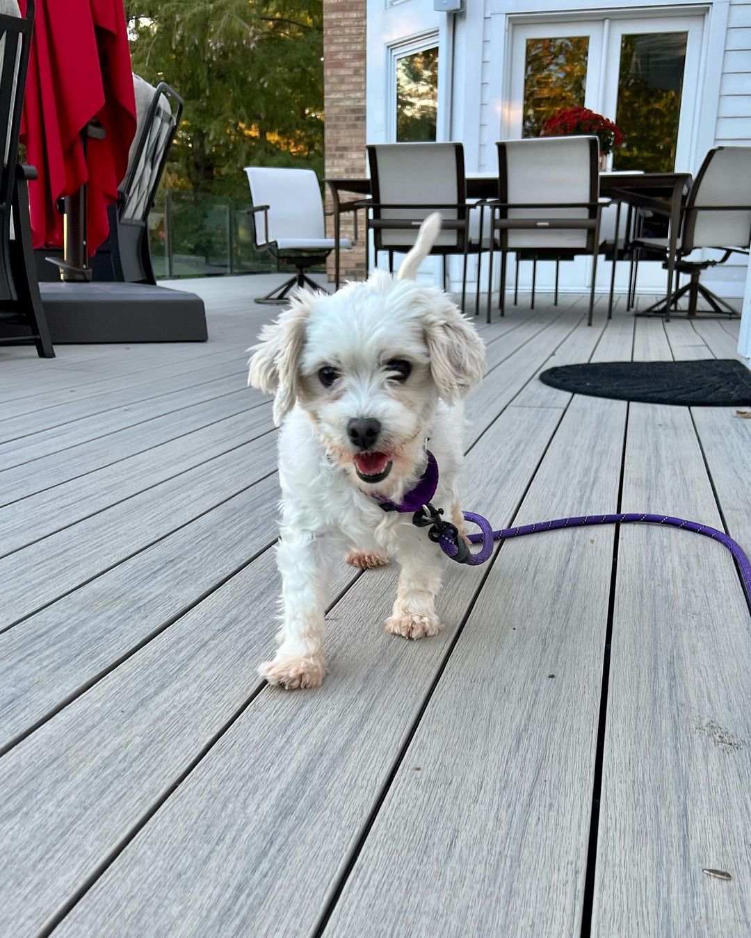 Little dog lovers, we have your girl! Meet Cortana, a purebred Coton de Tulear with an adorable underbite and the sweetest personality. 🤍🤍🤍

This 5 year old girl came to us this weekend as a breeder surrender and she is doing incredible in her foster home. She loves dogs of all sizes, kids and especially the cat - she does a hilarious little bounce in front of the cat to try to make her play with her (the humans all think this is very funny - the cat is less amused 🤣). She walks well on a leash, is gentle, is crate trained and is picking up potty training quickly. 🤍🤍🤍

Cortana is just 12lbs and doesn’t shed. She is eager for love and just melts into your lap when you pet her. She will be an easy going, loving companion for any home. Fill out an app to meet her before she’s scooped up! 🤍🤍🤍

<a target='_blank' href='https://www.instagram.com/explore/tags/adoptme/'>#adoptme</a> <a target='_blank' href='https://www.instagram.com/explore/tags/rescuedog/'>#rescuedog</a> <a target='_blank' href='https://www.instagram.com/explore/tags/cotondetulear/'>#cotondetulear</a> <a target='_blank' href='https://www.instagram.com/explore/tags/smalldog/'>#smalldog</a> <a target='_blank' href='https://www.instagram.com/explore/tags/familydog/'>#familydog</a> <a target='_blank' href='https://www.instagram.com/explore/tags/catfriendly/'>#catfriendly</a> <a target='_blank' href='https://www.instagram.com/explore/tags/love/'>#love</a> <a target='_blank' href='https://www.instagram.com/explore/tags/hypoallergenic/'>#hypoallergenic</a> <a target='_blank' href='https://www.instagram.com/explore/tags/mature/'>#mature</a> <a target='_blank' href='https://www.instagram.com/explore/tags/dogsofstl/'>#dogsofstl</a> <a target='_blank' href='https://www.instagram.com/explore/tags/dogsofstlouis/'>#dogsofstlouis</a> <a target='_blank' href='https://www.instagram.com/explore/tags/sweetheart/'>#sweetheart</a> <a target='_blank' href='https://www.instagram.com/explore/tags/pickme/'>#pickme</a>